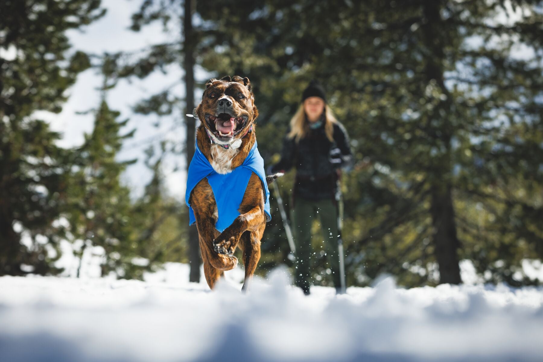Chamarra para Perro Vert Jacket™ en Amarillo Mineral (Mineral Yellow) | Ruffwear