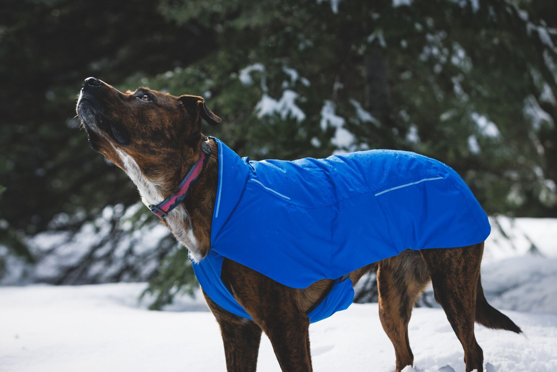 Chamarra para Perro Vert Jacket™ en Amarillo Mineral (Mineral Yellow) | Ruffwear