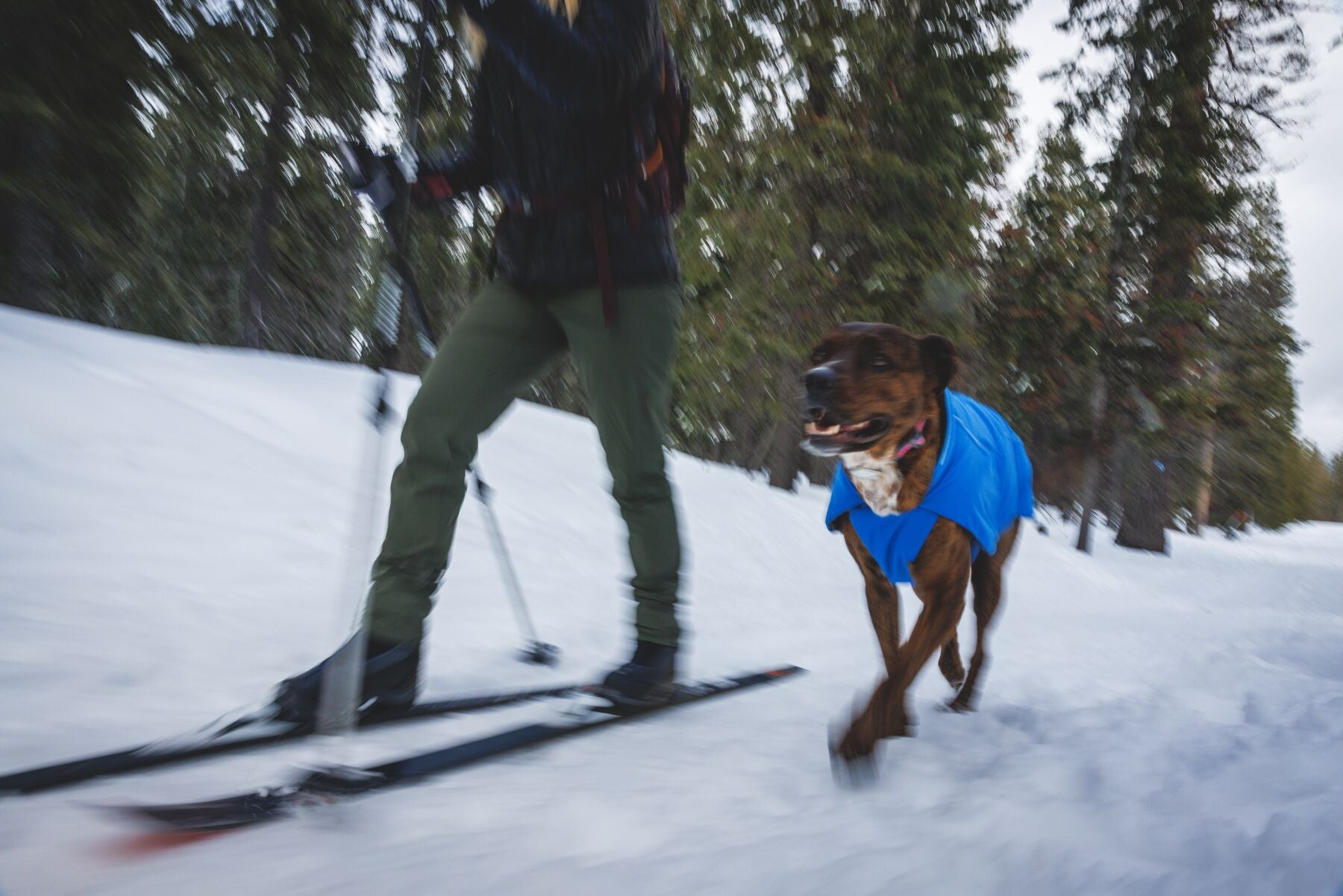 Chamarra para Perro Vert Jacket™ en Amarillo Mineral (Mineral Yellow) | Ruffwear