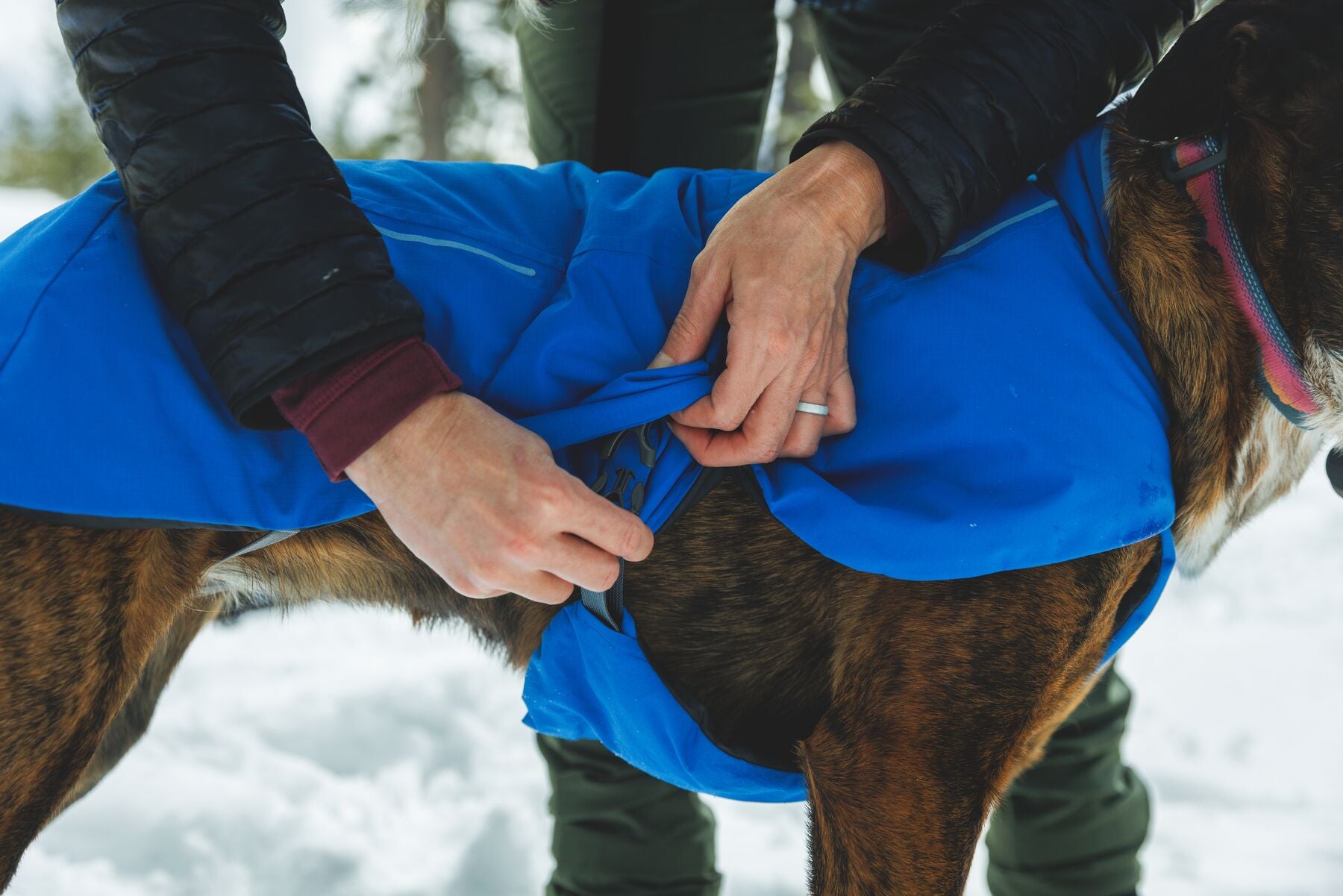 Chamarra para Perro Vert Jacket™ en Amarillo Mineral (Mineral Yellow) | Ruffwear