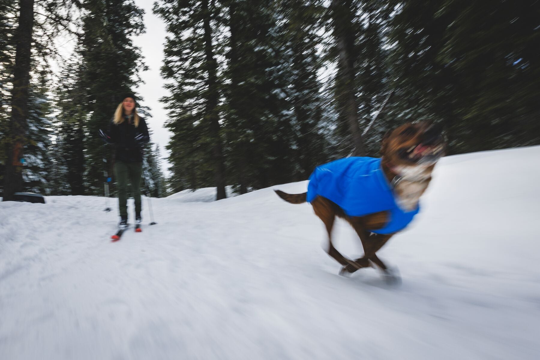Chamarra para Perro Vert Jacket™ en Amarillo Mineral (Mineral Yellow) | Ruffwear
