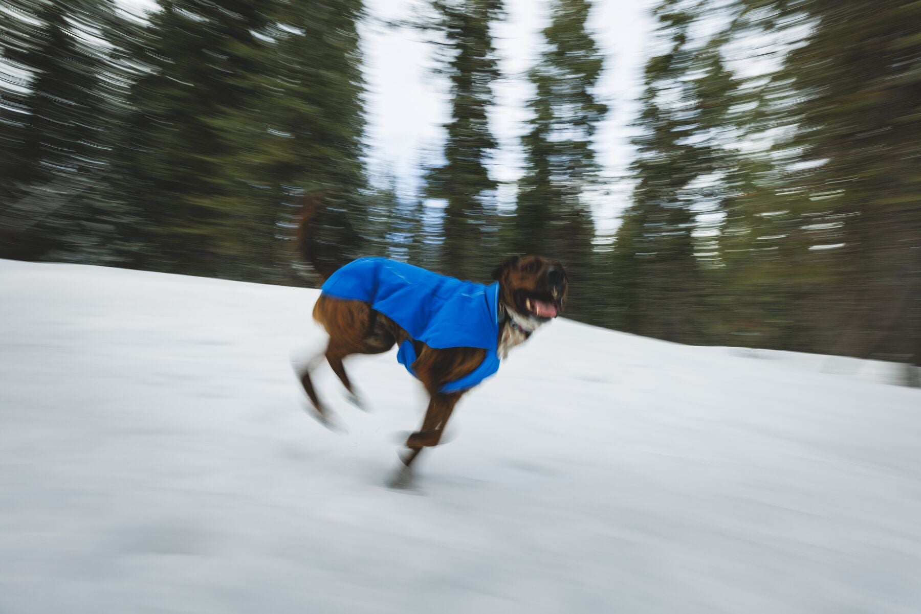 Chamarra para Perro Vert Jacket™ en Amarillo Mineral (Mineral Yellow) | Ruffwear