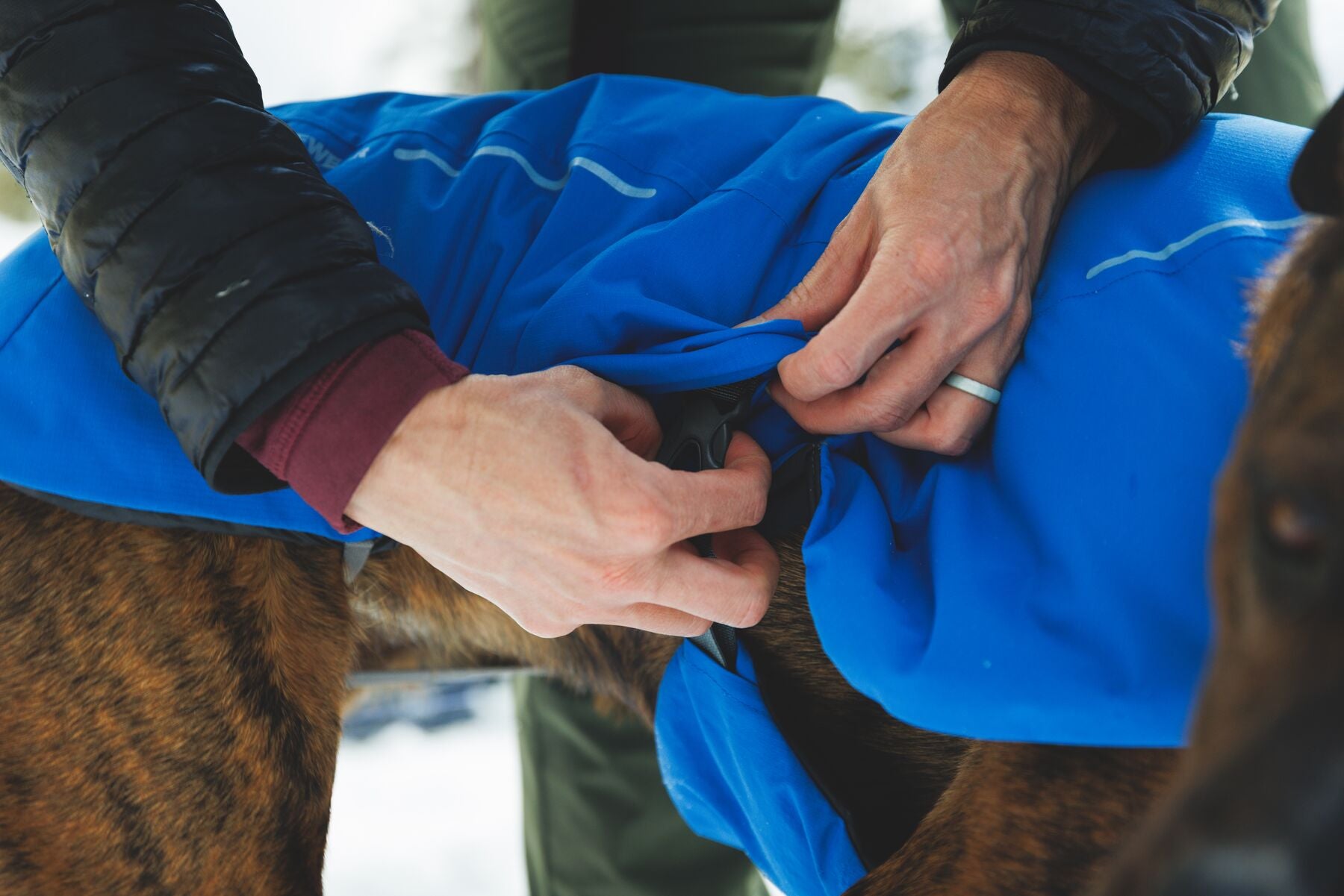 Chamarra para Perro Vert Jacket™ en Amarillo Mineral (Mineral Yellow) | Ruffwear