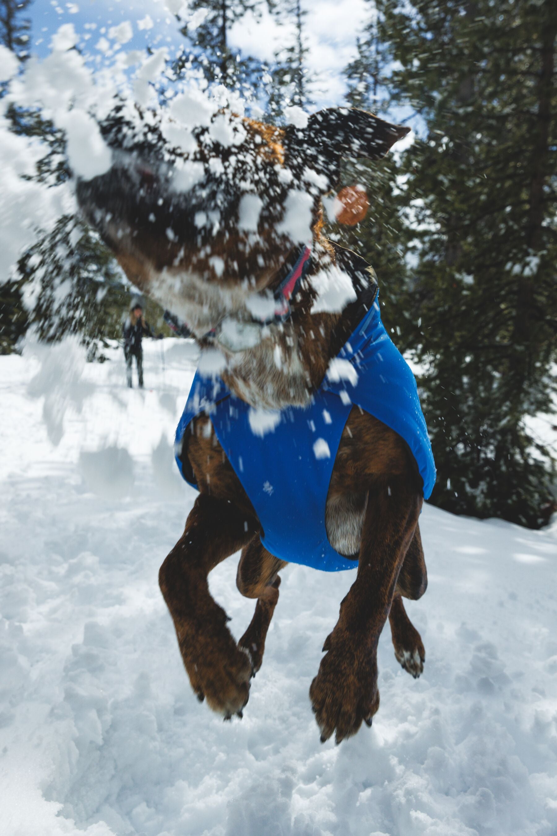 Chamarra para Perro Vert Jacket™ en Amarillo Mineral (Mineral Yellow) | Ruffwear