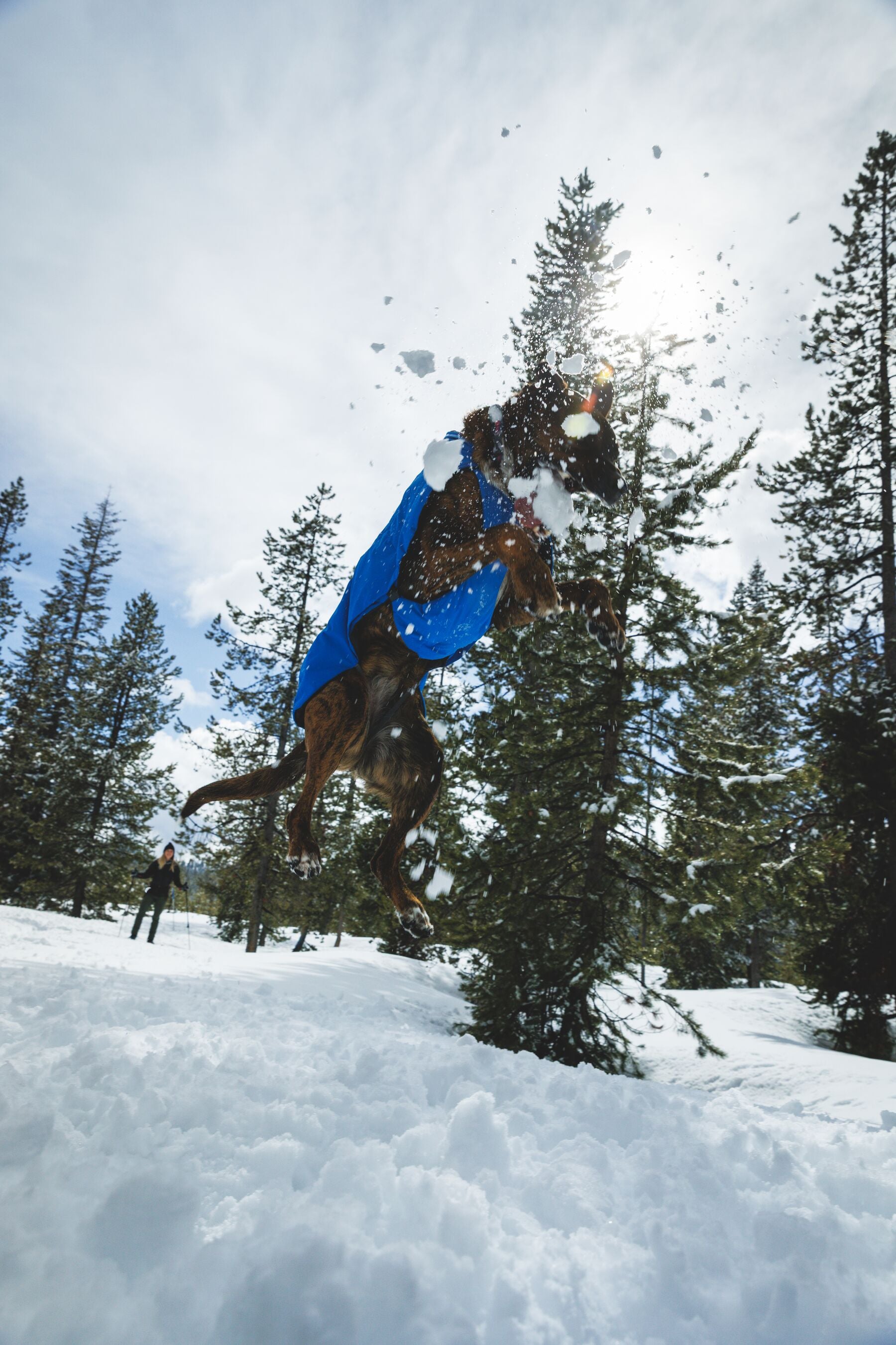 Chamarra para Perro Vert Jacket™ en Amarillo Mineral (Mineral Yellow) | Ruffwear