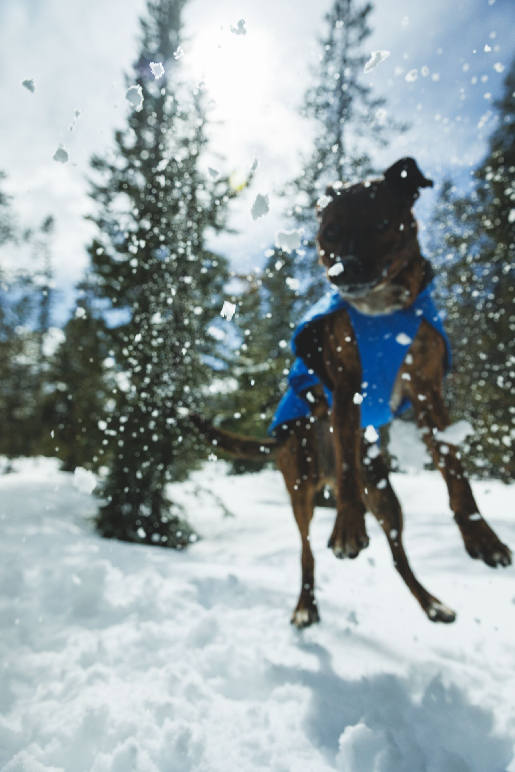 Chamarra para Perro Vert Jacket™ en Amarillo Mineral (Mineral Yellow) | Ruffwear