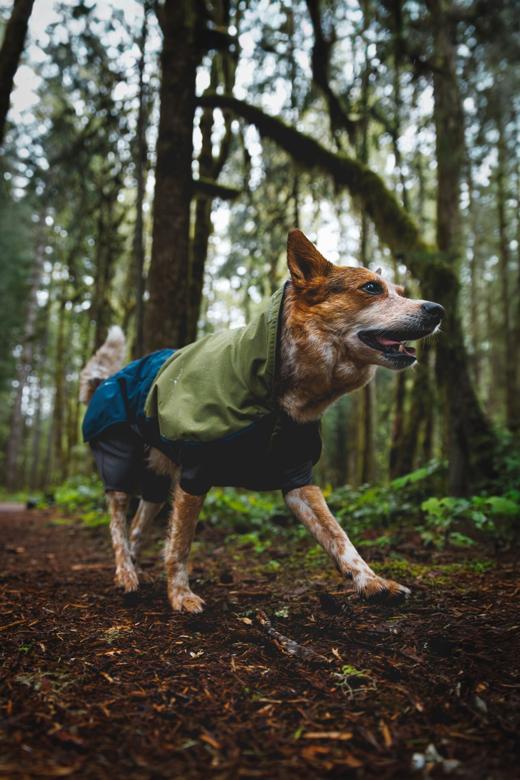 Impermeable Sun Shower™ Coverall (Overall) para Perros - Cobertura Completa y Mangas StormSleeves™ - Verde (Campfire Green) & Azul (Aurora Teal) | Ruffwear®