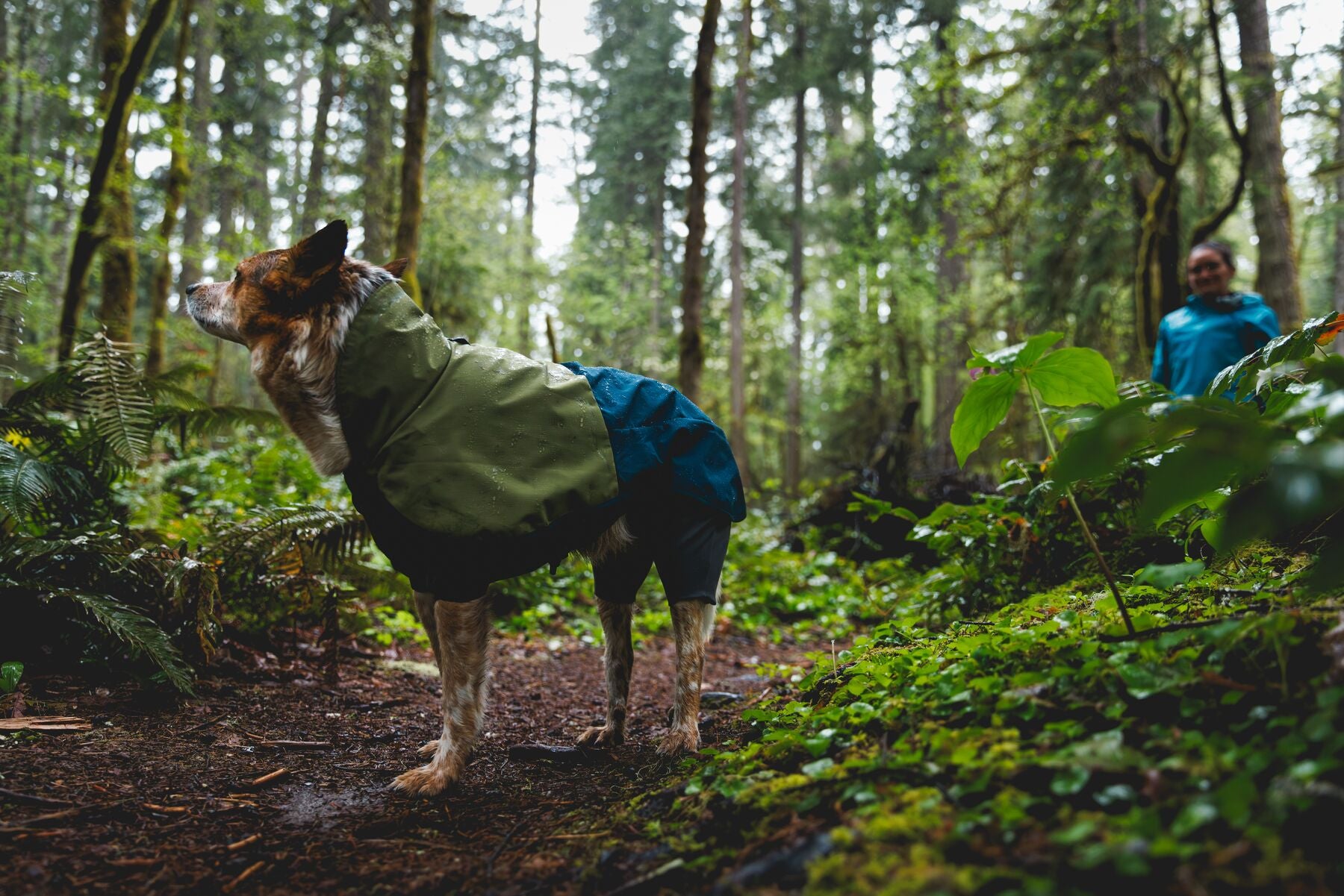 Impermeable Sun Shower™ Coverall (Overall) para Perros - Cobertura Completa y Mangas StormSleeves™ - Verde (Campfire Green) & Azul (Aurora Teal) | Ruffwear®