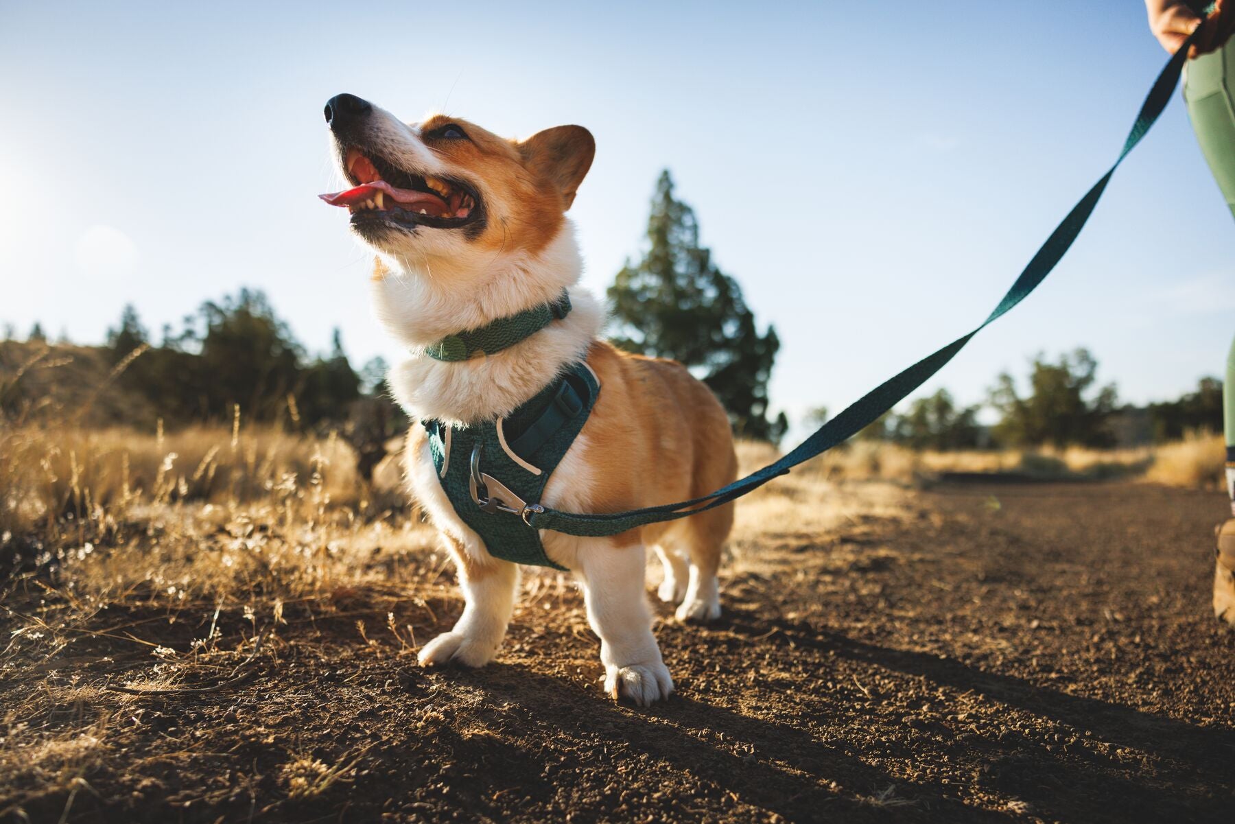 Correa para Perro Front Range™ Flex Leash en Azul Polar (Polar Blue) | Ruffwear