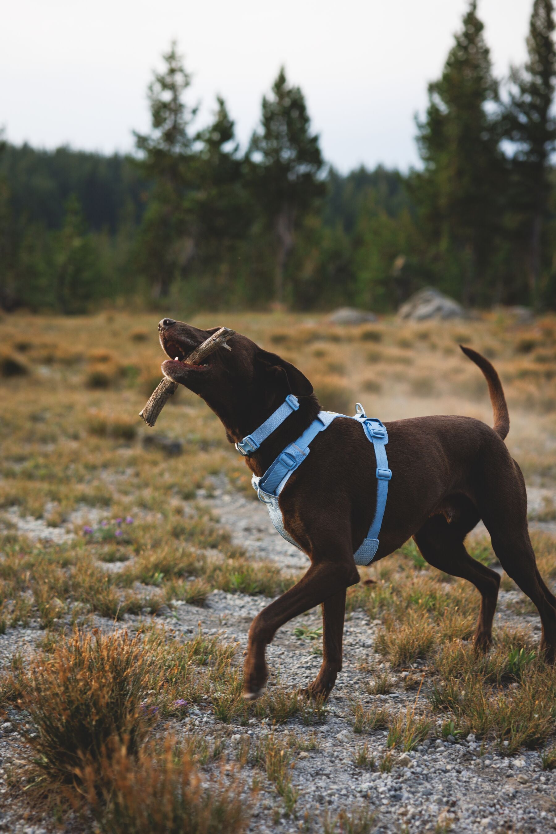 Collar para Perro Front Range™ Flex Collar en Verde Profundo (Deep Teal) | Ruffwear