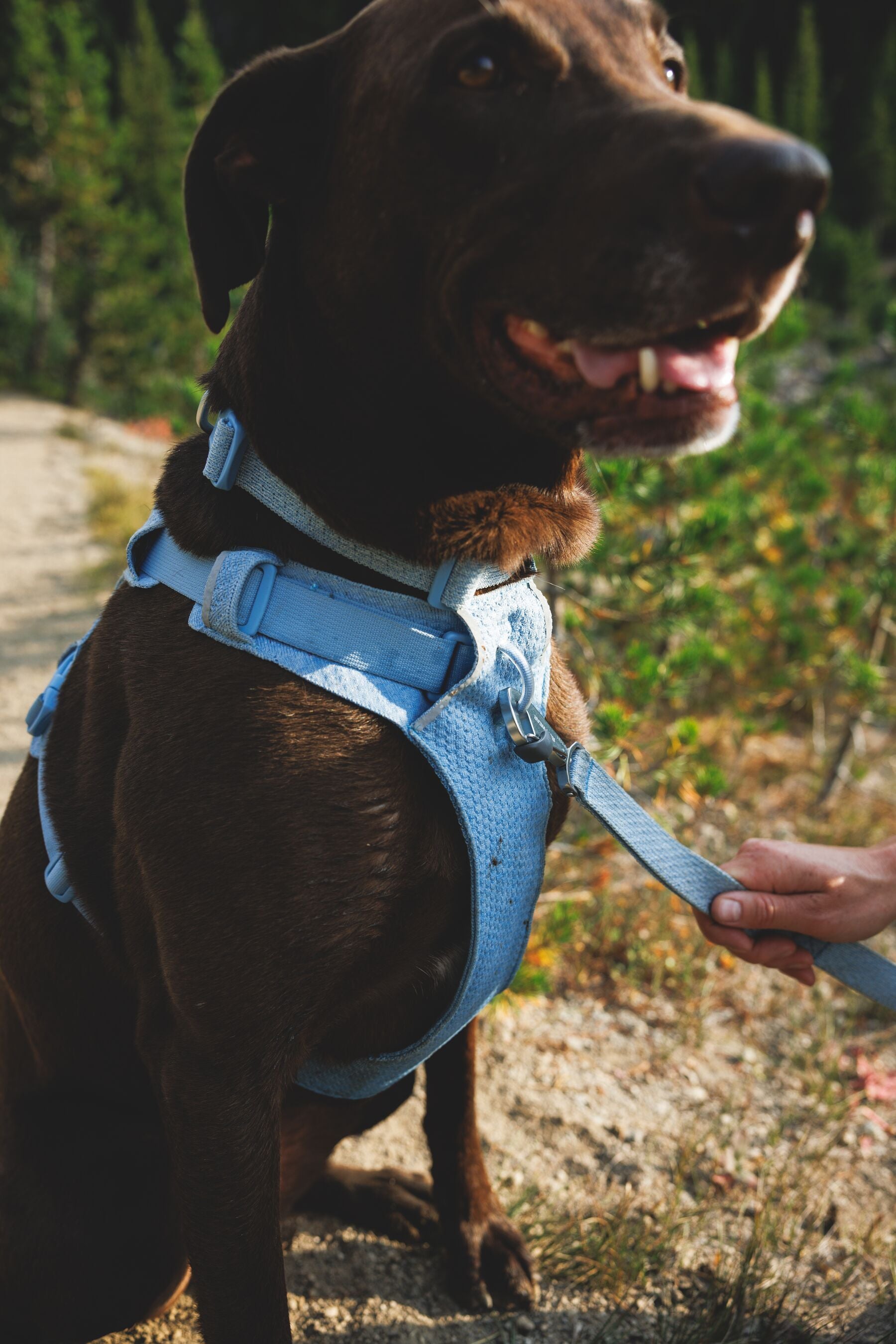 Correa para Perro Front Range™ Flex Leash en Gris Basalto (Basalt Gray) | Ruffwear