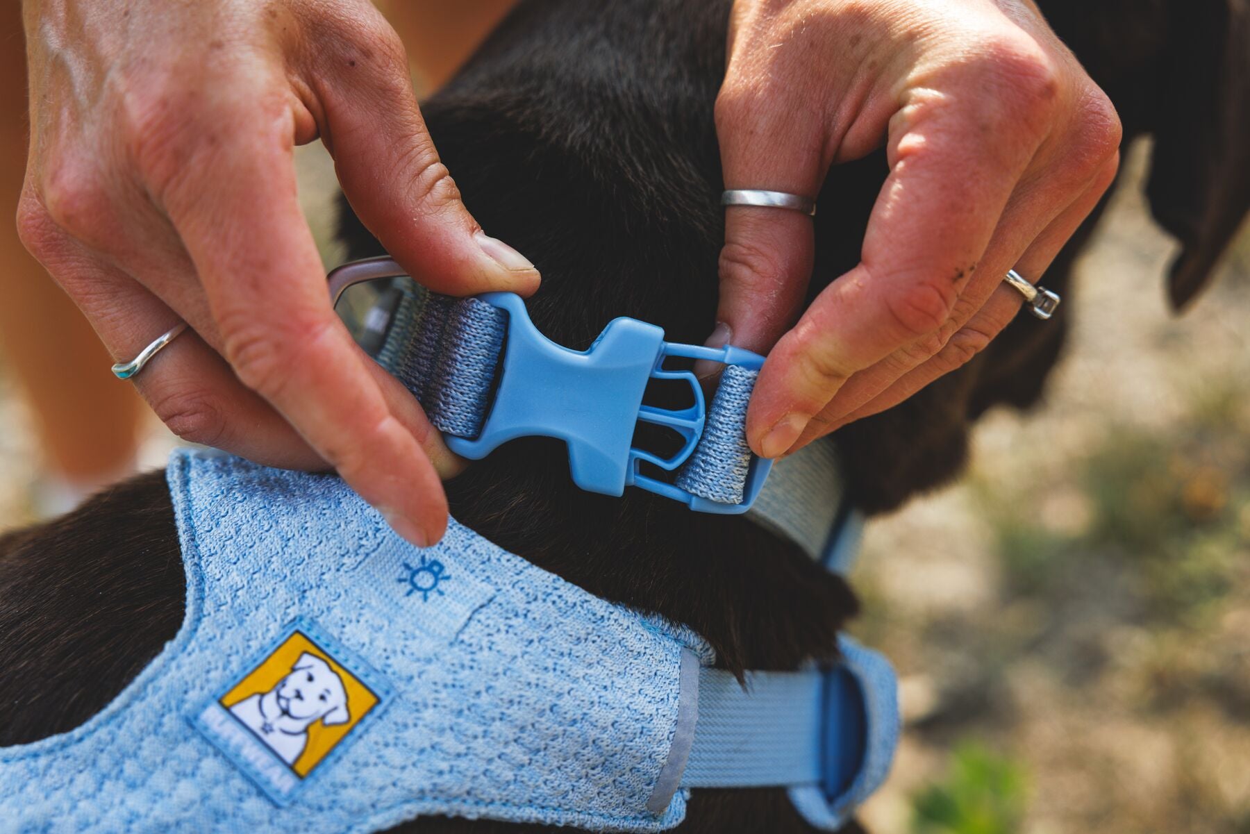Collar para Perro Front Range™ Flex Collar en Verde Profundo (Deep Teal) | Ruffwear