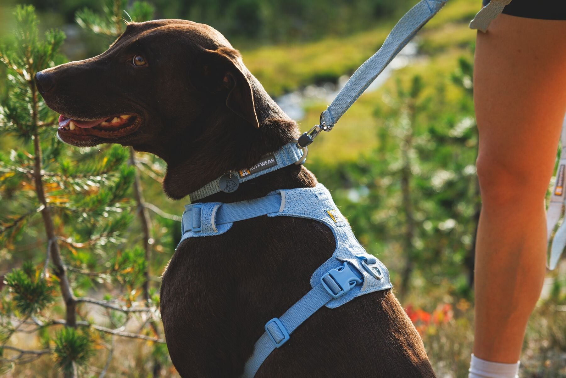 Pechera para Perro Front Range® Flex Harness en Azul Polar (Polar Blue) | Ruffwear