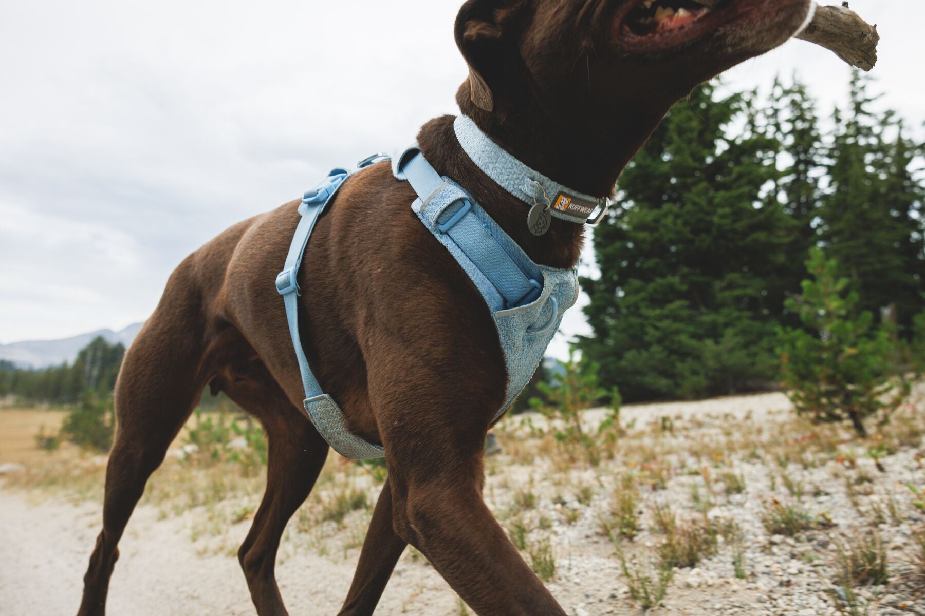 Collar para Perro Front Range™ Flex Collar en Verde Profundo (Deep Teal) | Ruffwear