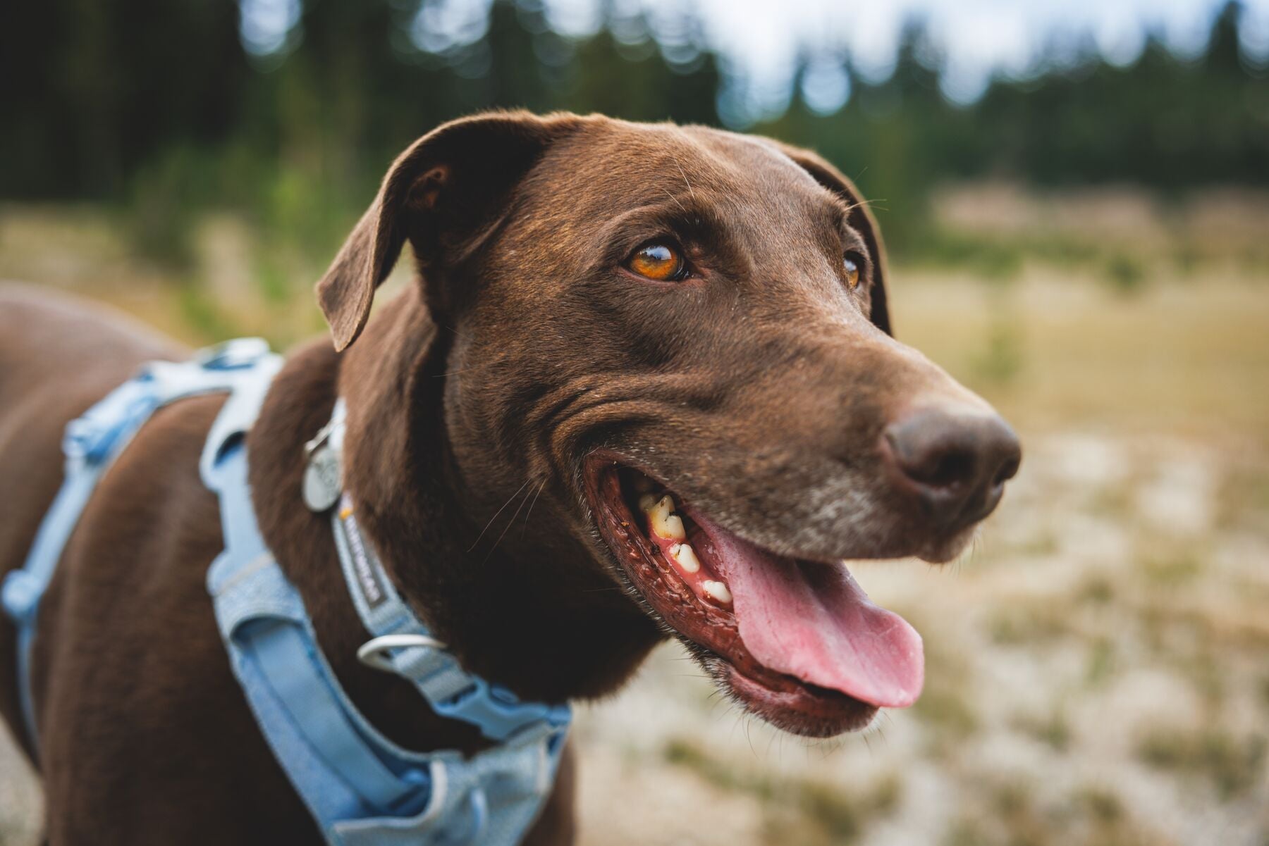 Pechera para Perro Front Range® Flex Harness en Azul Polar (Polar Blue) | Ruffwear