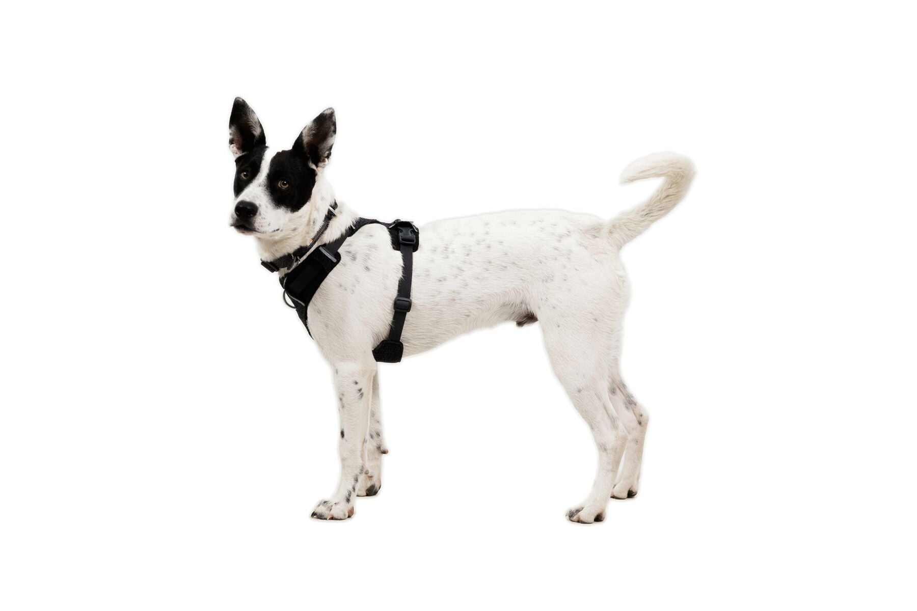 Pechera para Perro Front Range® Flex Harness en Gris Basalto (Basalt Gray) | Ruffwear
