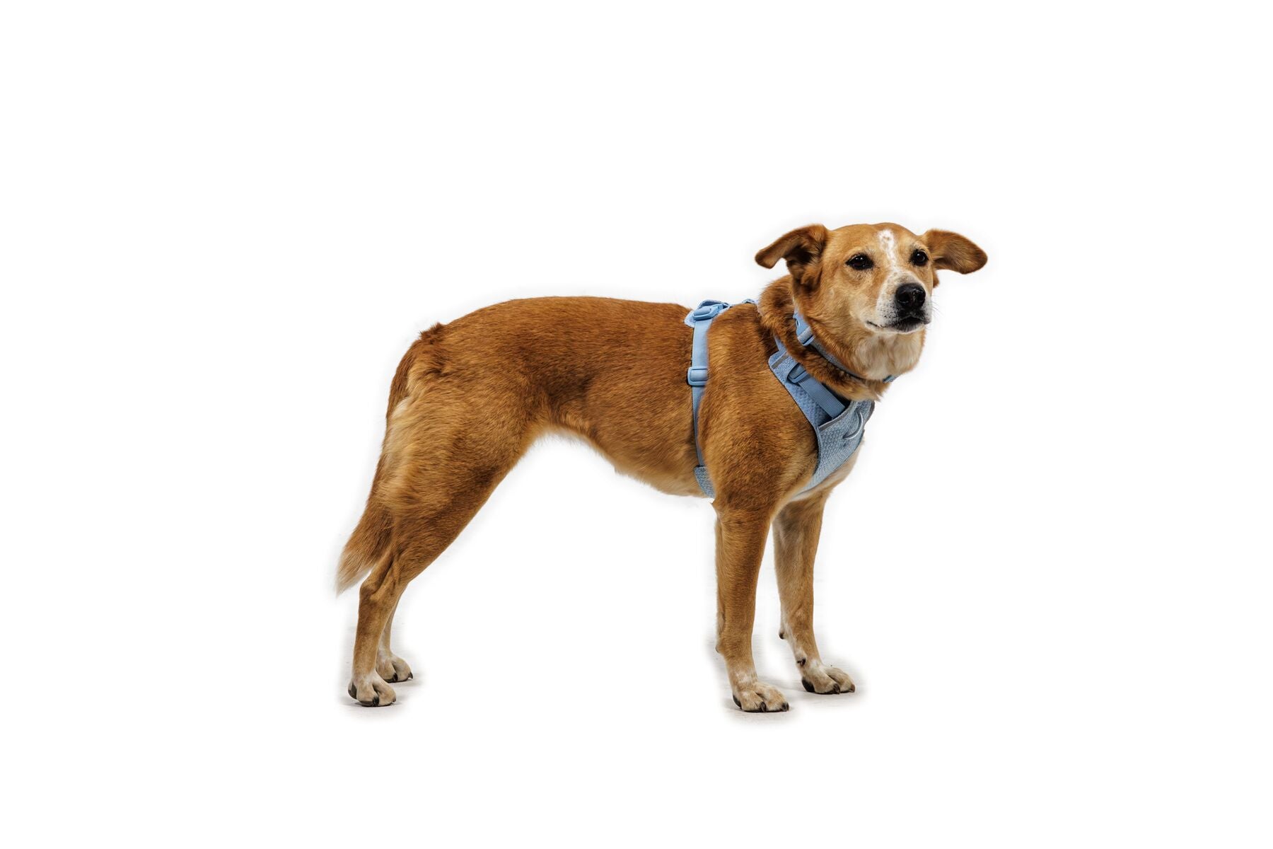Pechera para Perro Front Range® Flex Harness en Azul Polar (Polar Blue) | Ruffwear