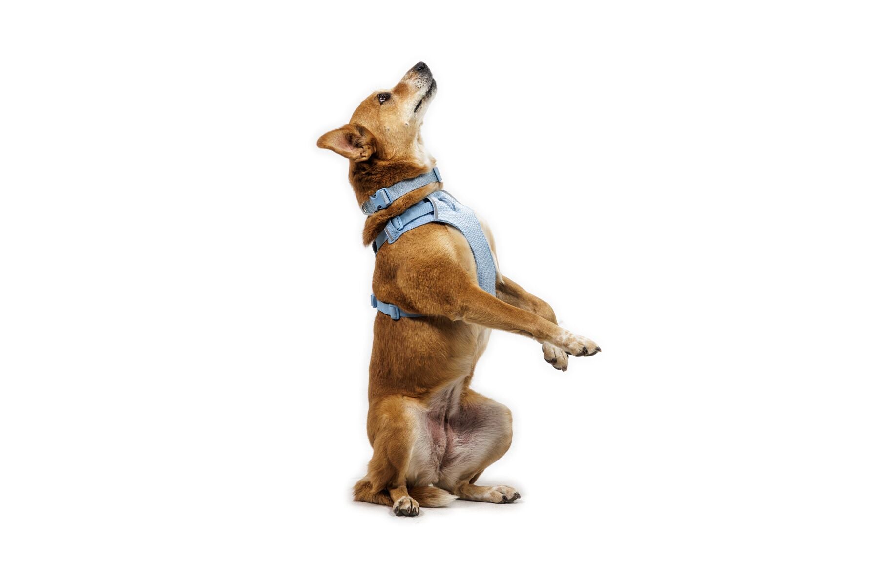 Pechera para Perro Front Range® Flex Harness en Azul Polar (Polar Blue) | Ruffwear