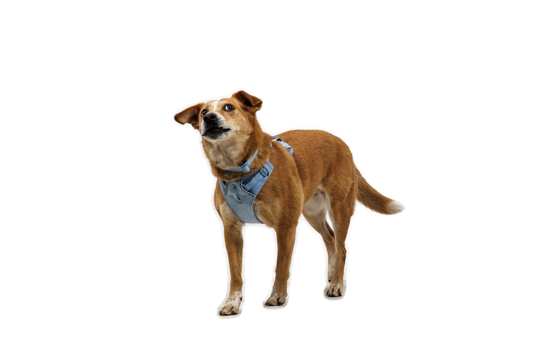 Pechera para Perro Front Range® Flex Harness en Azul Polar (Polar Blue) | Ruffwear