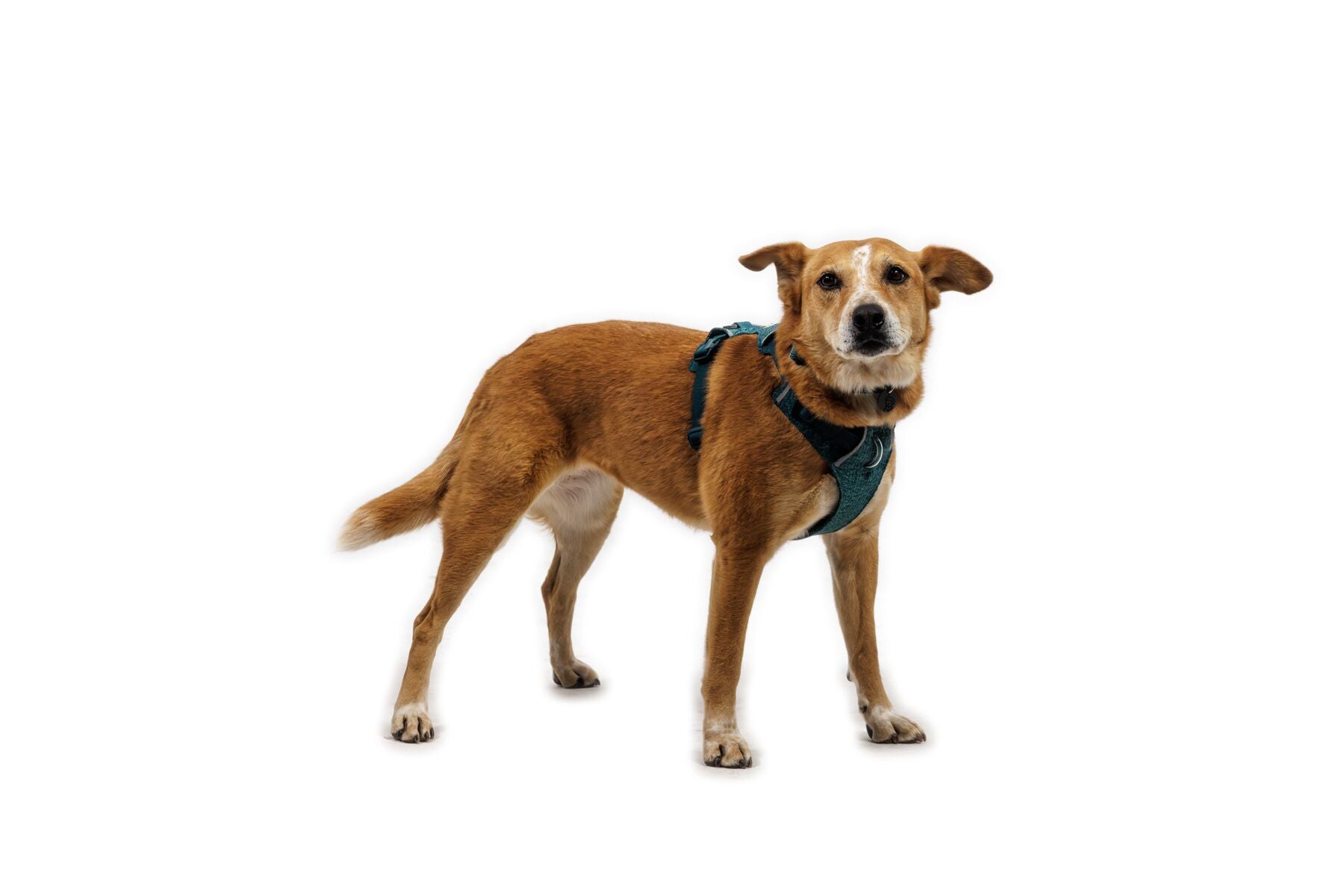 Pechera para Perro Front Range® Flex Harness en Verde Profundo (Deep Teal) | Ruffwear