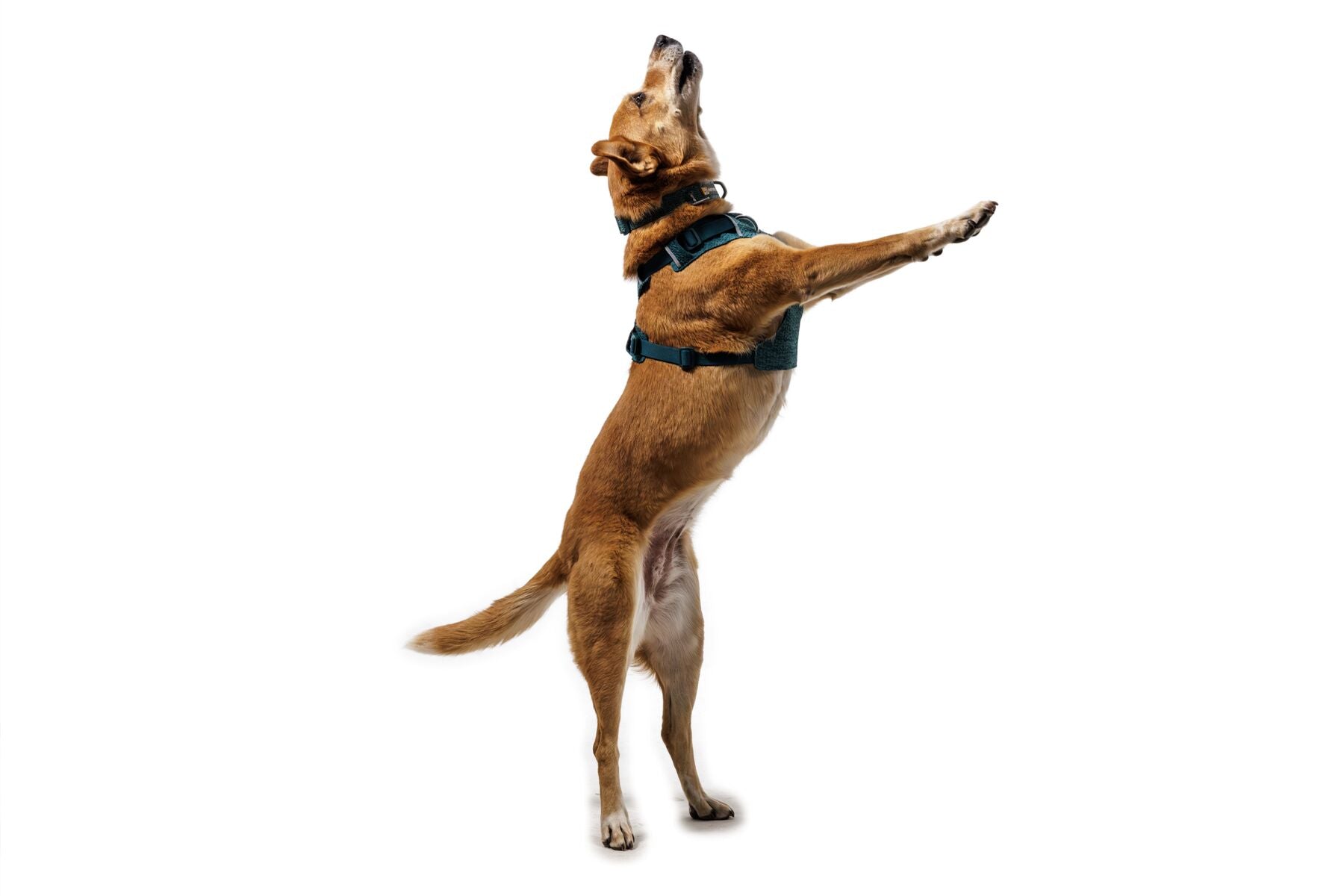 Pechera para Perro Front Range® Flex Harness en Verde Profundo (Deep Teal) | Ruffwear