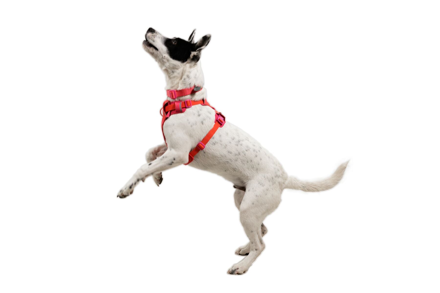 Pechera para Perro Front Range® Flex Harness en Rosa Violeta (Rose Violet) | Ruffwear