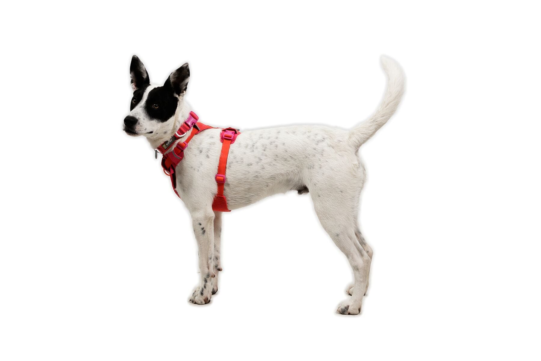 Pechera para Perro Front Range® Flex Harness en Rosa Violeta (Rose Violet) | Ruffwear