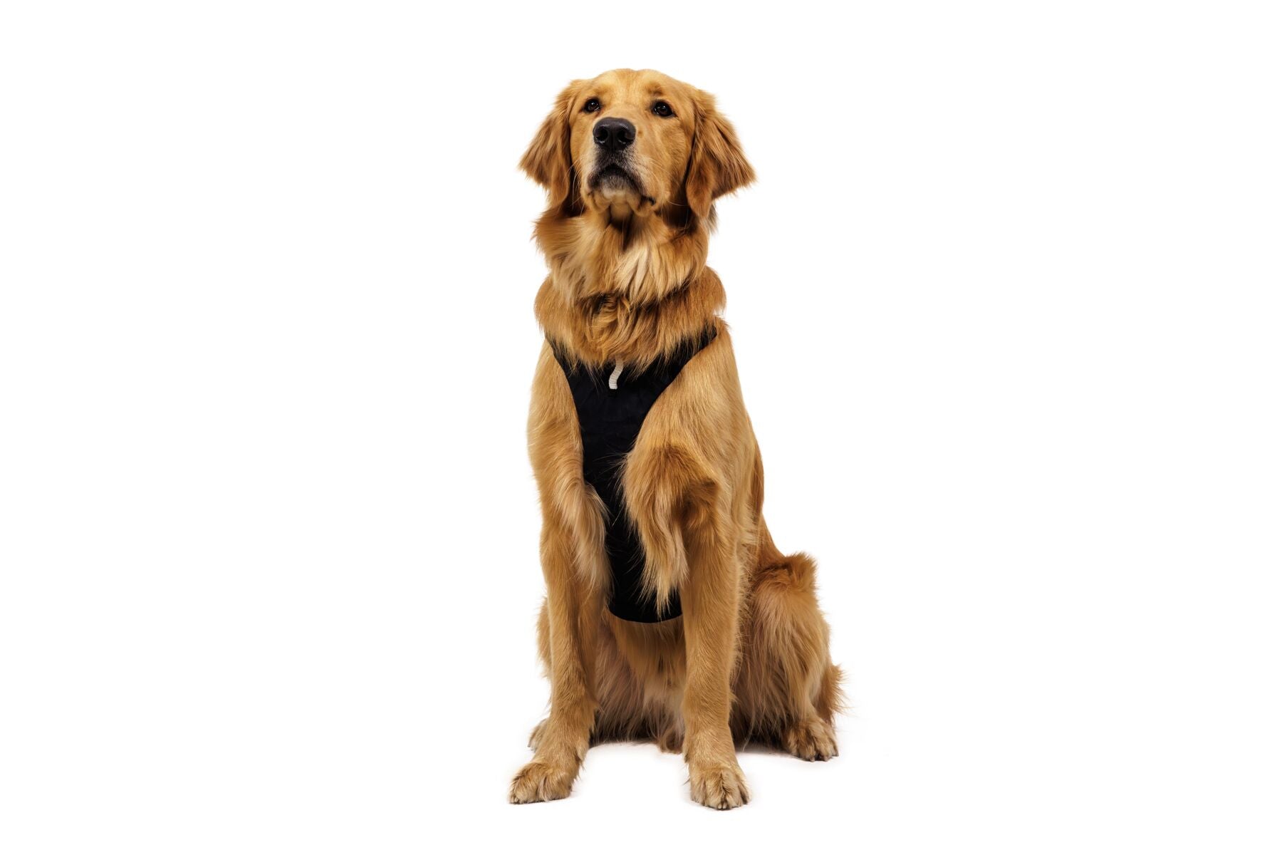 Pechera para Perro Ridgeline™ Harness en Negro Obsidiana (Obsidian Black) | Ruffwear