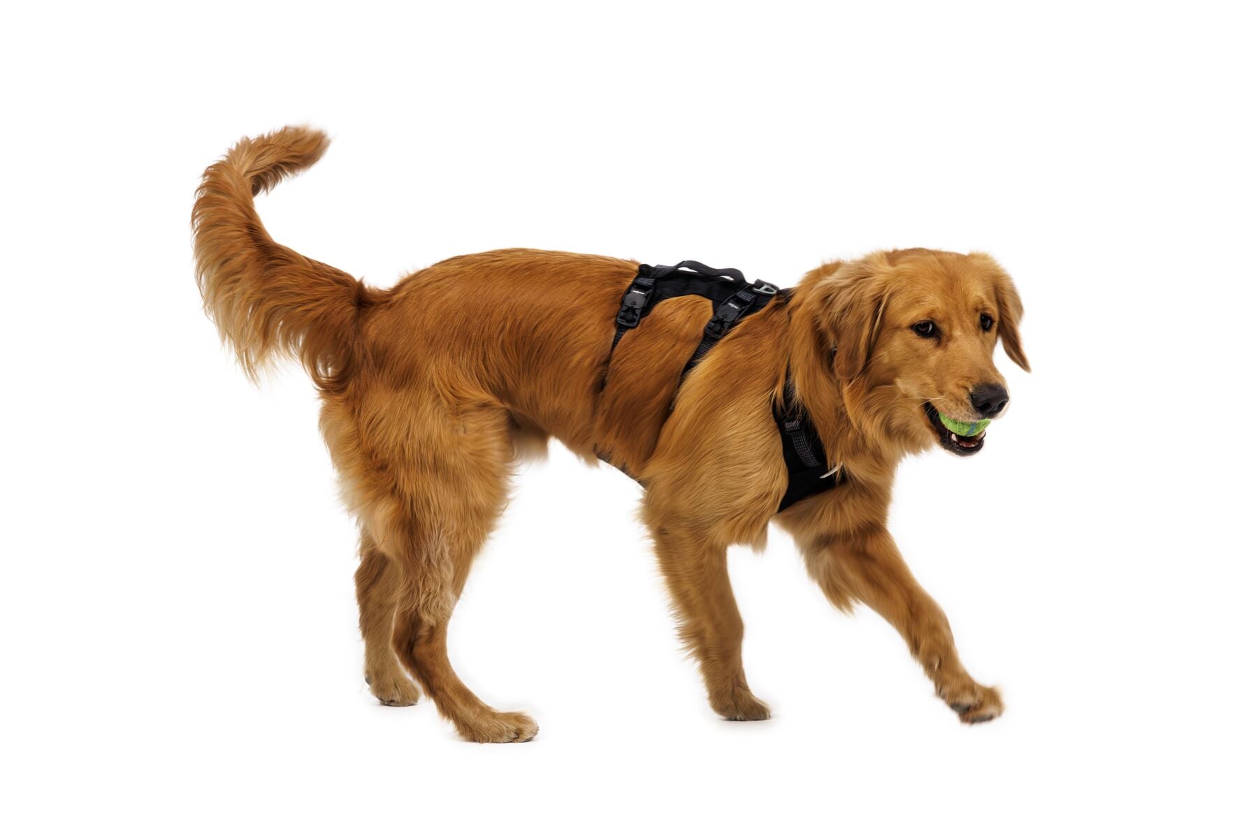 Pechera para Perro Ridgeline™ Harness en Negro Obsidiana (Obsidian Black) | Ruffwear