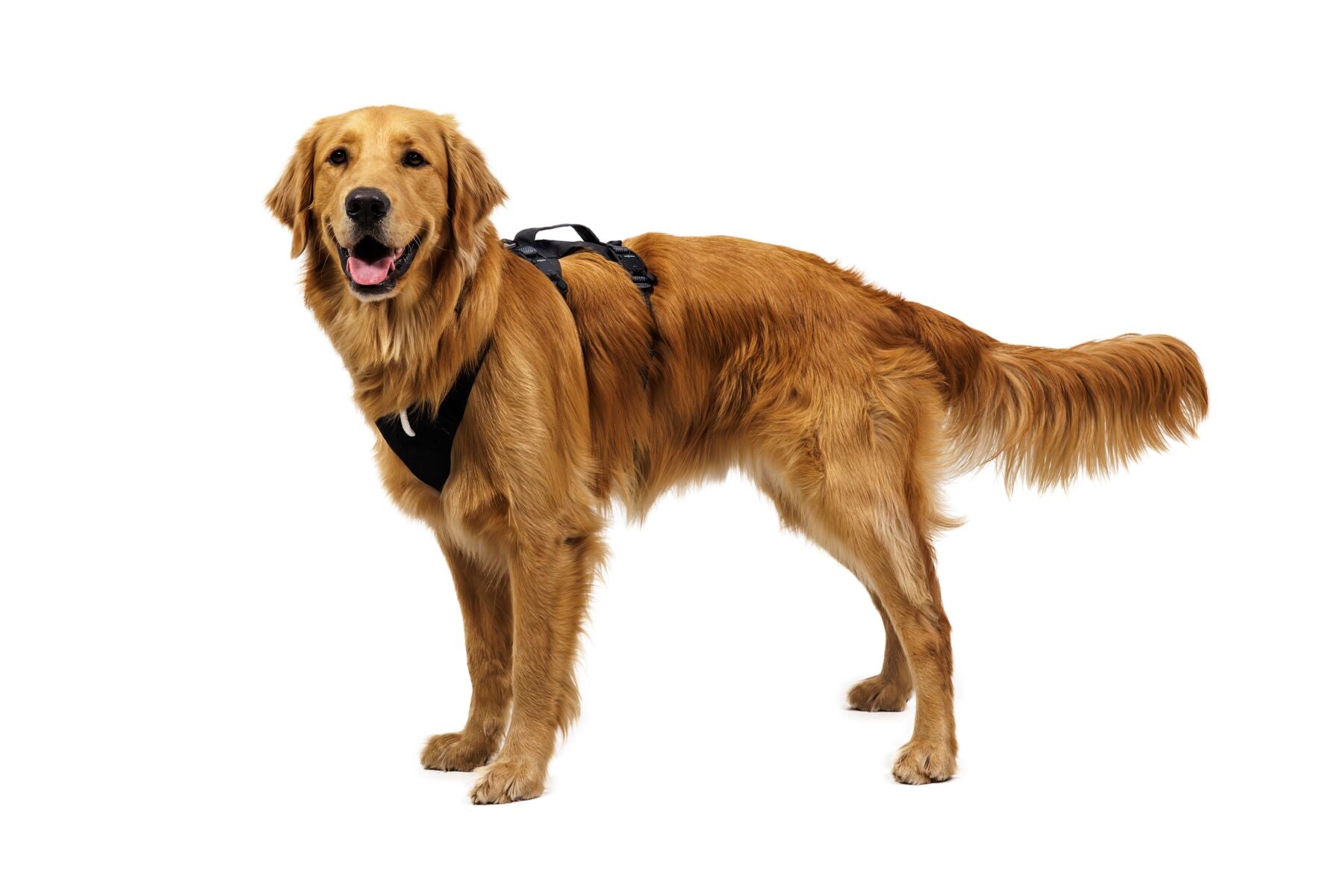 Pechera para Perro Ridgeline™ Harness en Negro Obsidiana (Obsidian Black) | Ruffwear
