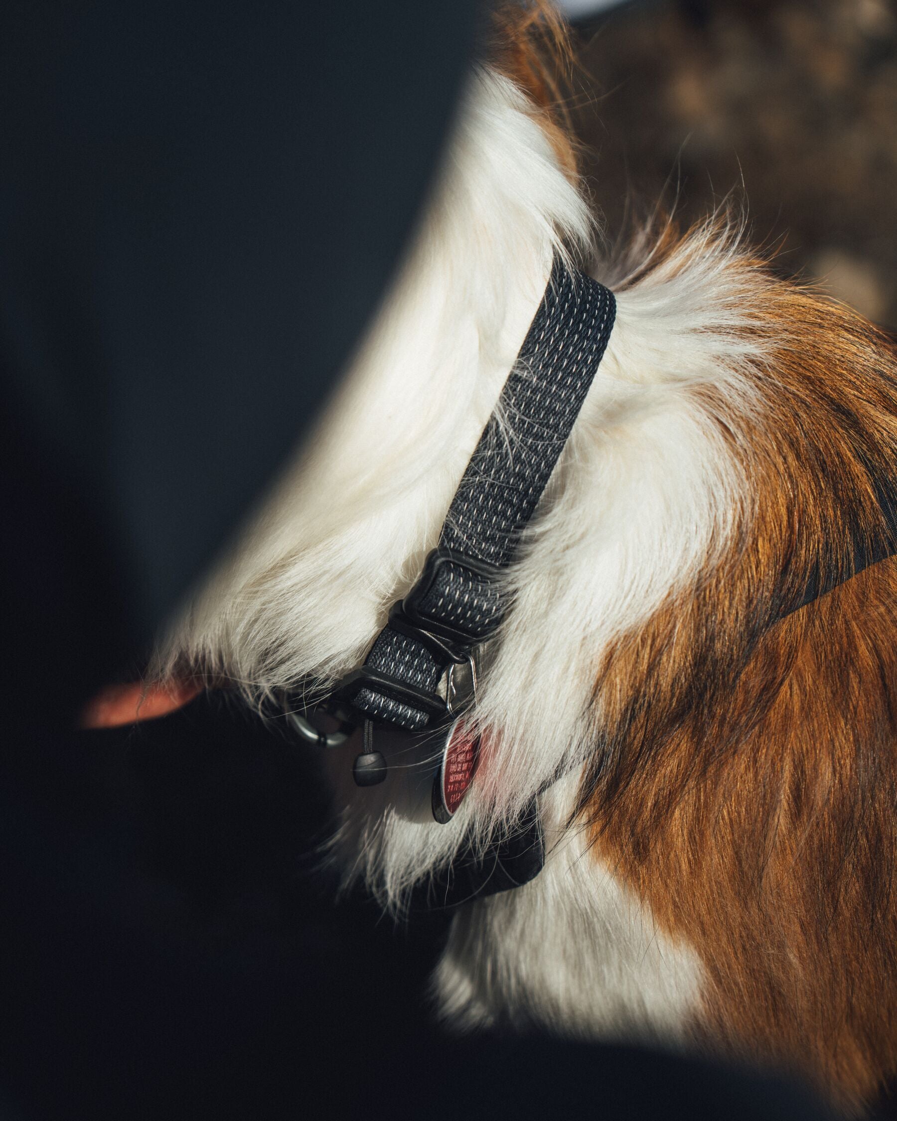 Collar para Perro Ridgeline™ Collar en Negro Obsidiana (Obsidian Black) | Ruffwear