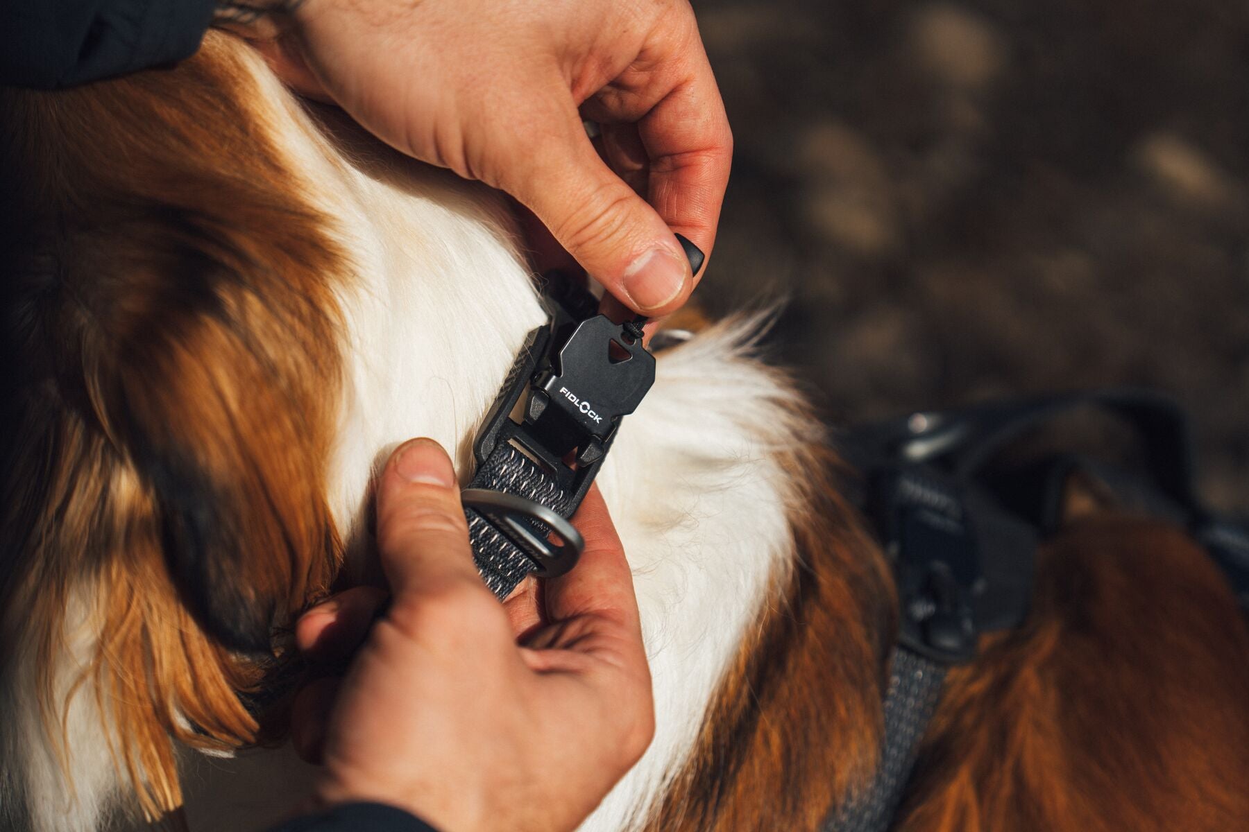 Collar para Perro Ridgeline™ Collar en Negro Obsidiana (Obsidian Black) | Ruffwear