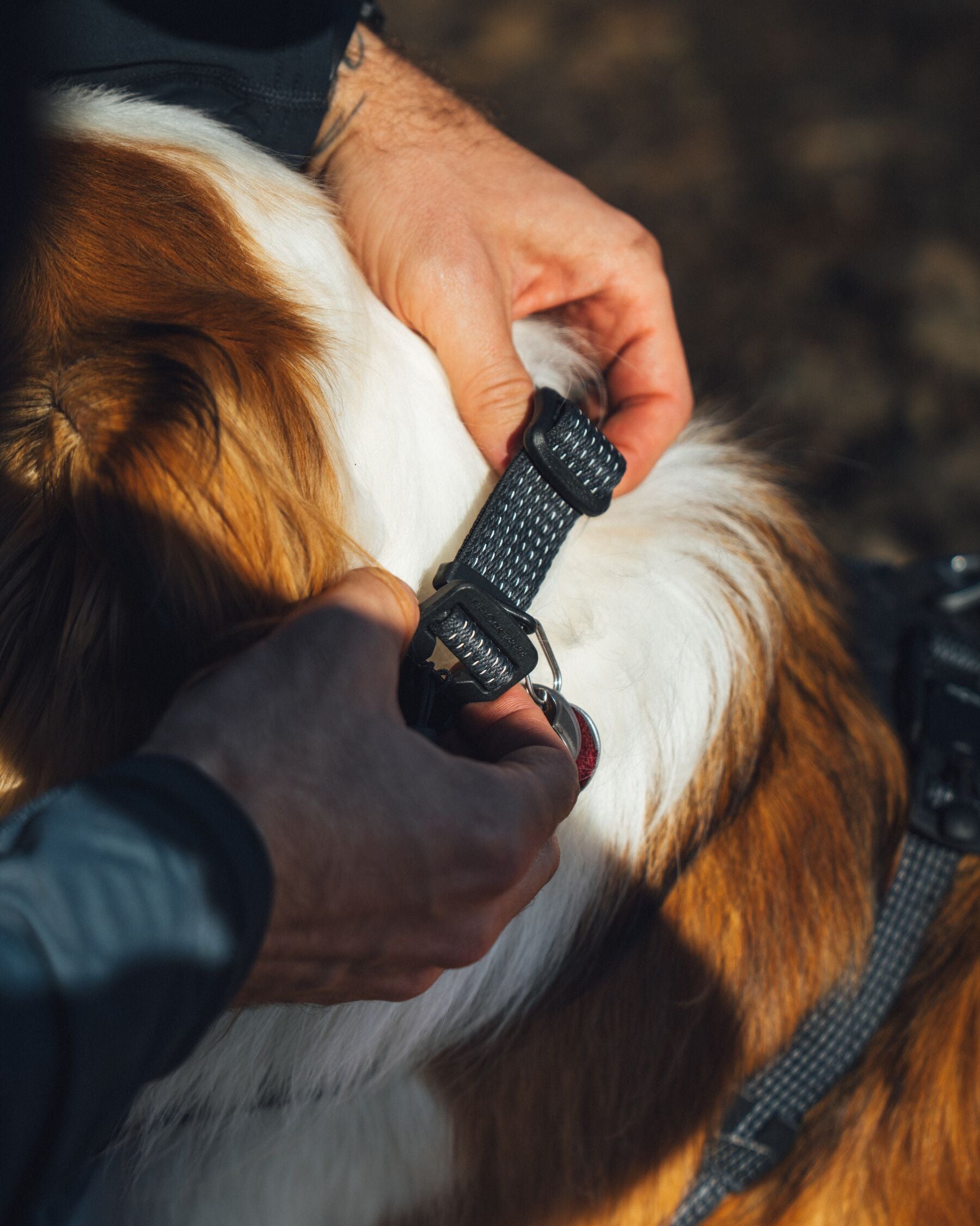Collar para Perro Ridgeline™ Collar en Negro Obsidiana (Obsidian Black) | Ruffwear