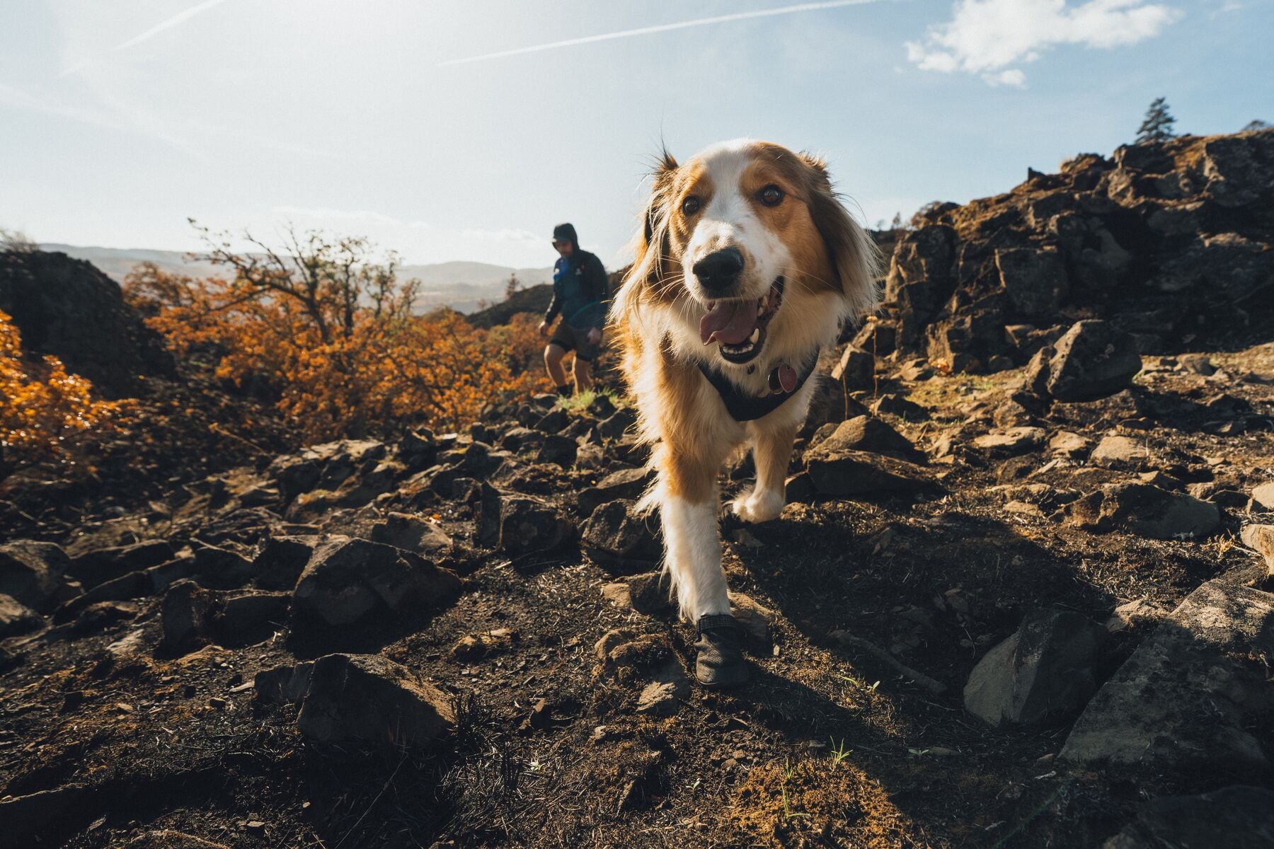 Botas para Perro Ridgeline™ Shoes en Negro Obsidiana (Obsidian Black) | Ruffwear