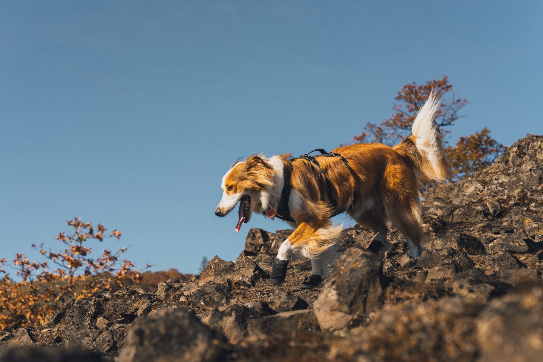 Botas para Perro Ridgeline™ Shoes en Negro Obsidiana (Obsidian Black) | Ruffwear
