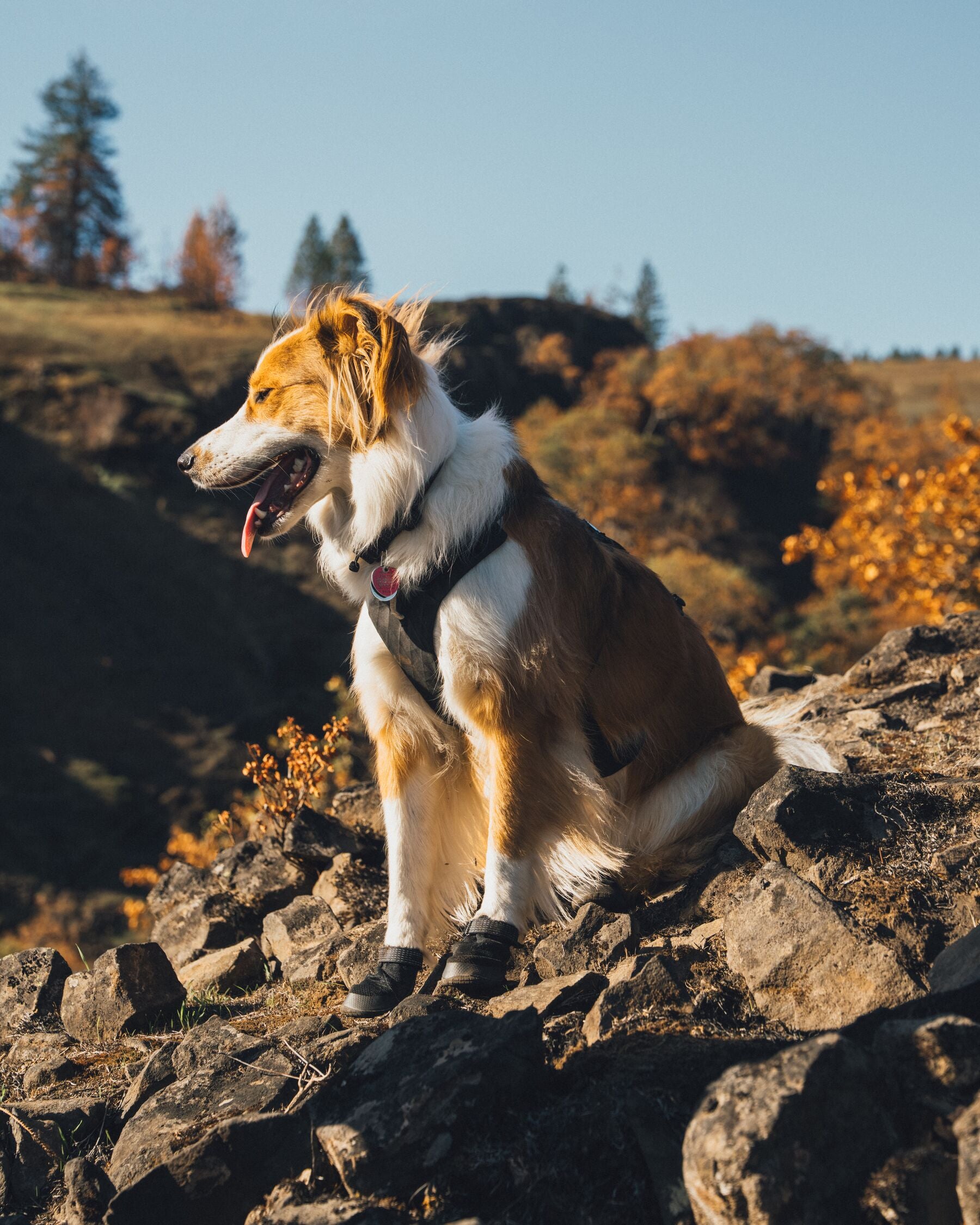 Botas para Perro Ridgeline™ Shoes en Negro Obsidiana (Obsidian Black) | Ruffwear