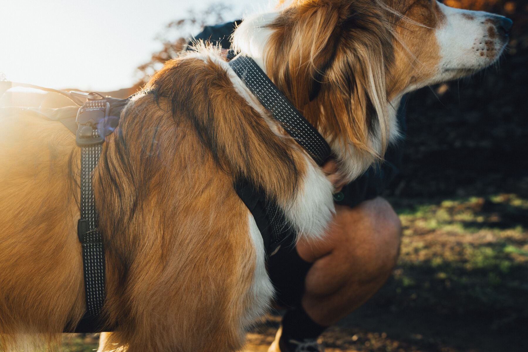 Collar para Perro Ridgeline™ Collar en Negro Obsidiana (Obsidian Black) | Ruffwear