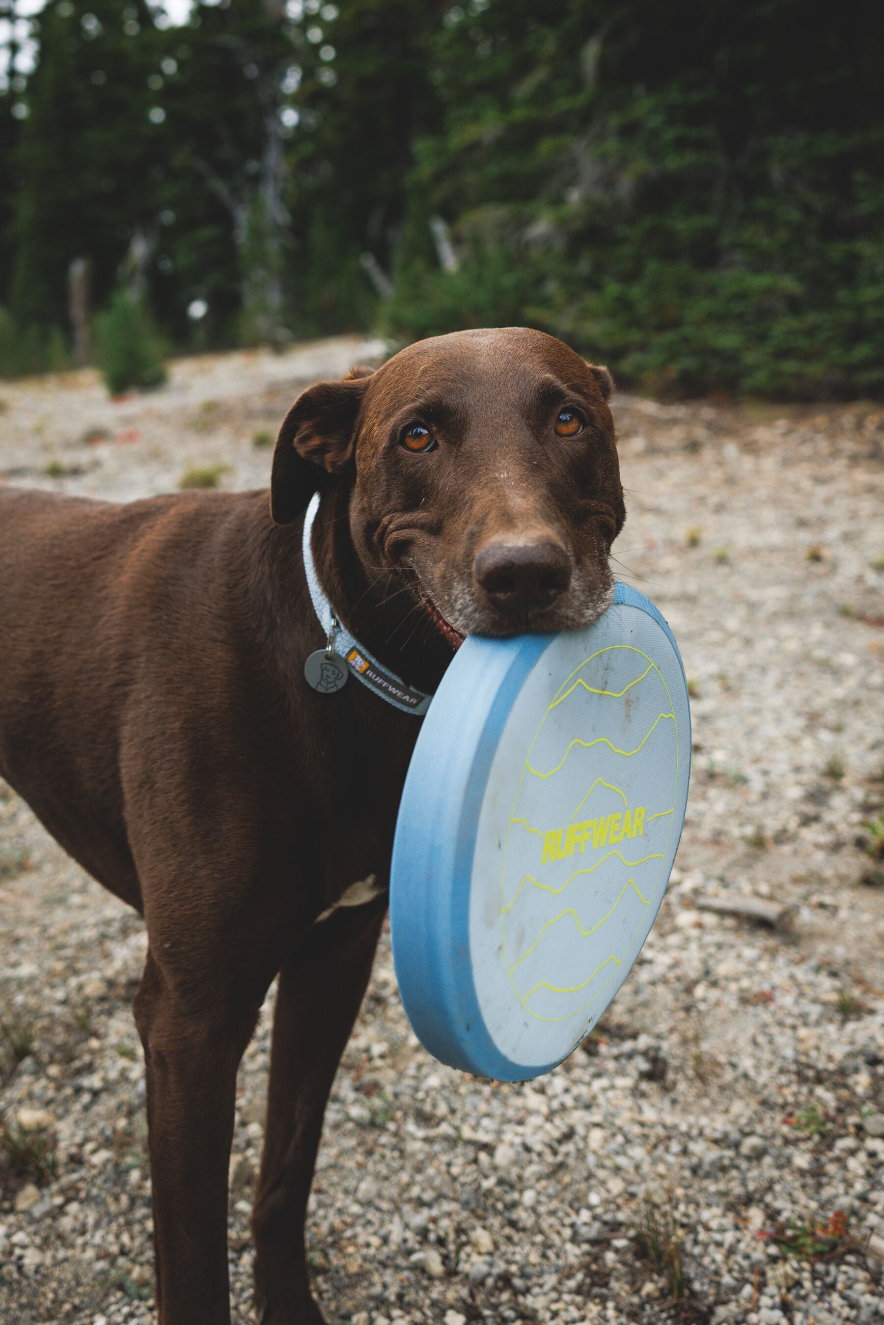 Disco Volador Camp Flyer™ Toy en Azul Polar (Polar Blue) | Ruffwear