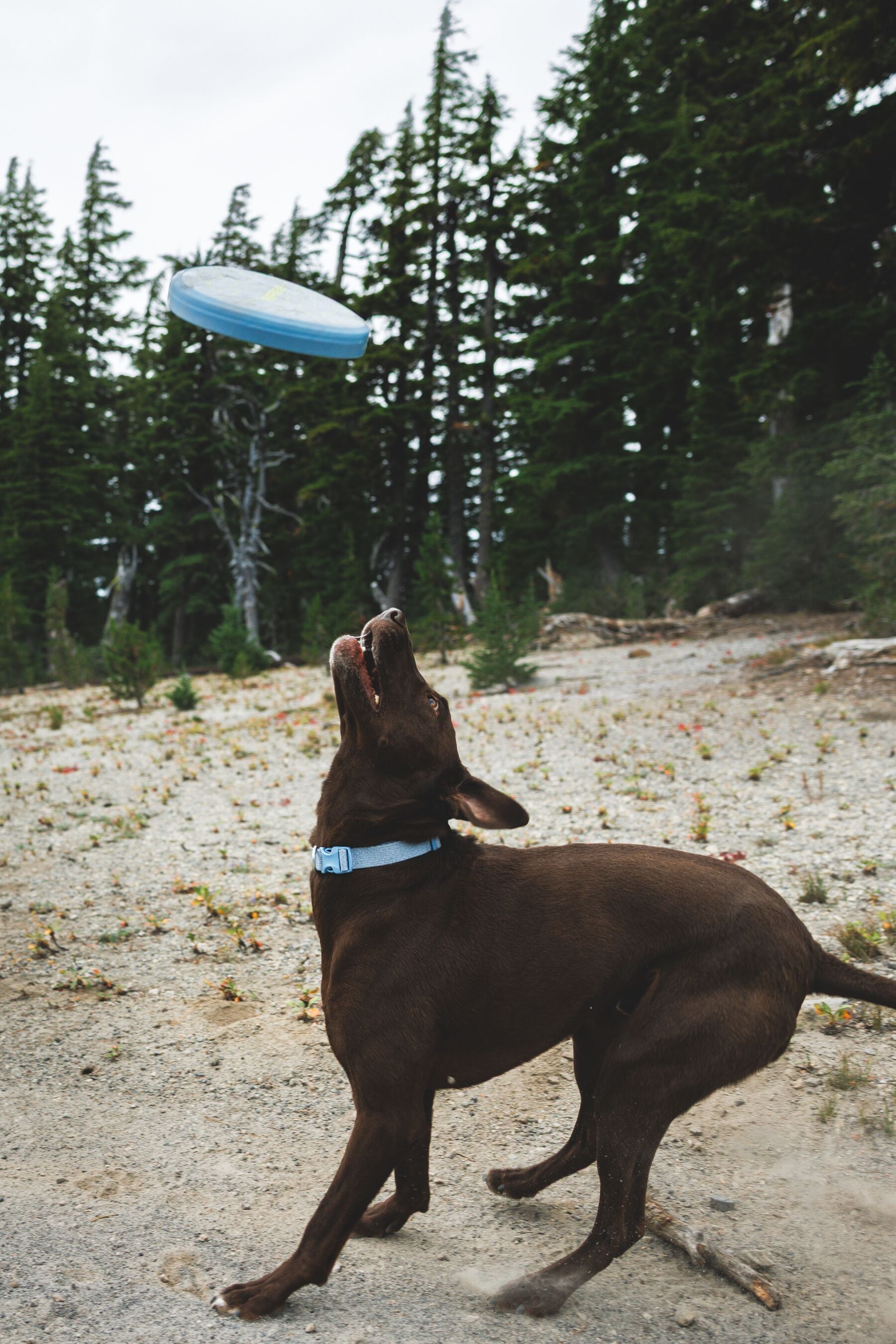 Disco Volador Camp Flyer™ Toy en Azul Polar (Polar Blue) | Ruffwear