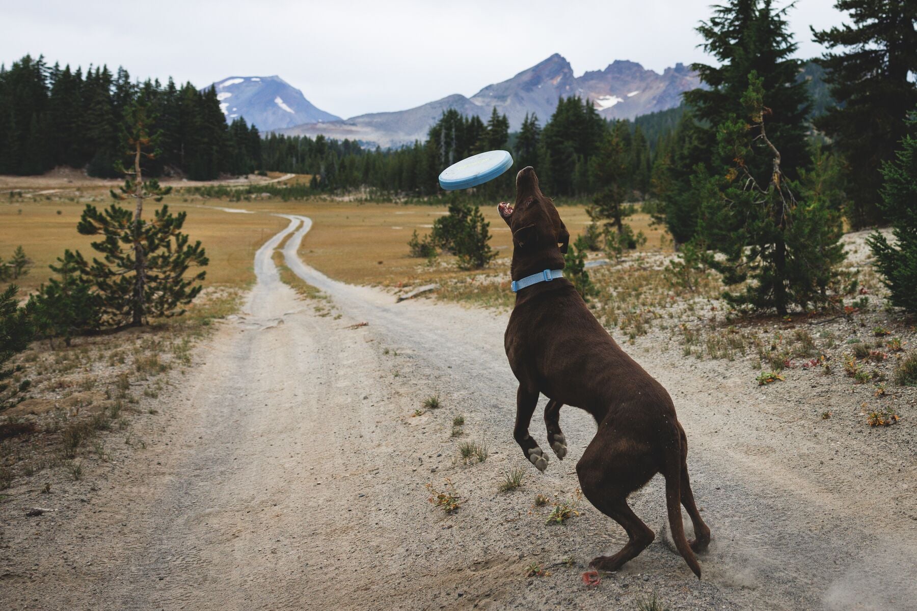 Disco Volador Camp Flyer™ Toy en Azul Polar (Polar Blue) | Ruffwear