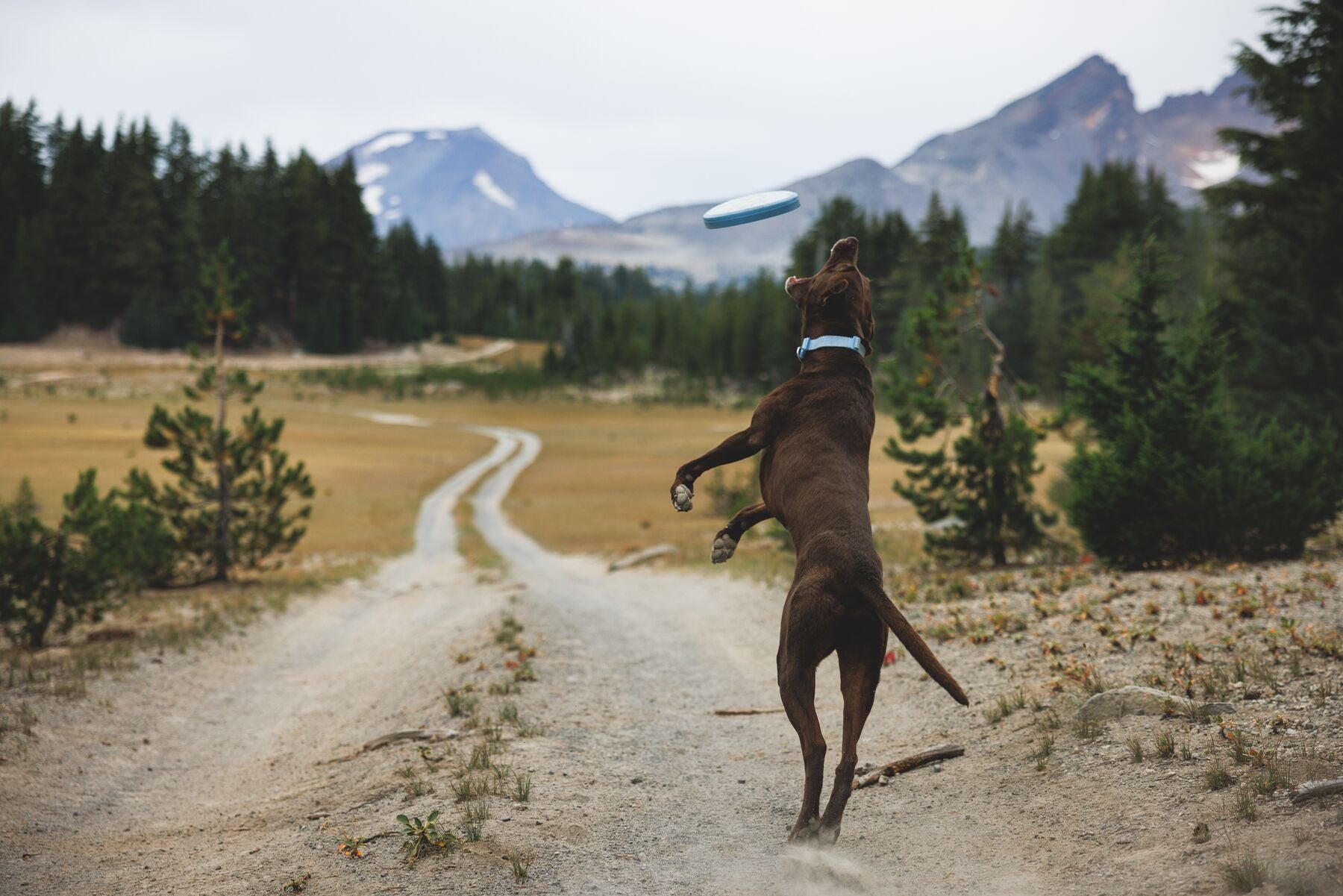 Disco Volador Camp Flyer™ Toy en Azul Polar (Polar Blue) | Ruffwear