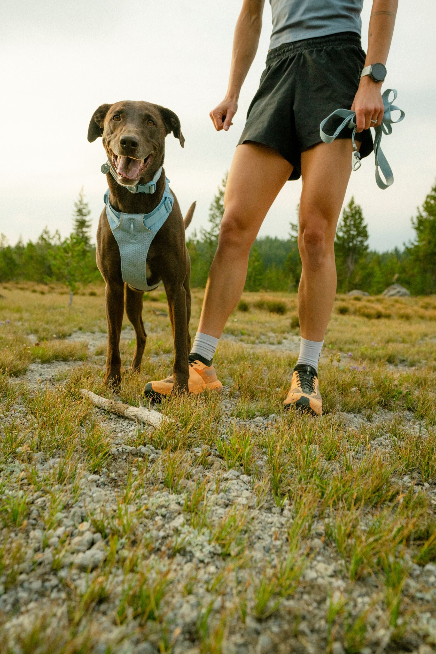 Pechera para Perro Front Range® Flex Harness en Azul Polar (Polar Blue) | Ruffwear