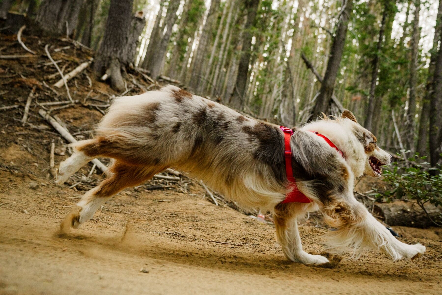 Pechera para Perro Front Range® Flex Harness en Azul Polar (Polar Blue) | Ruffwear