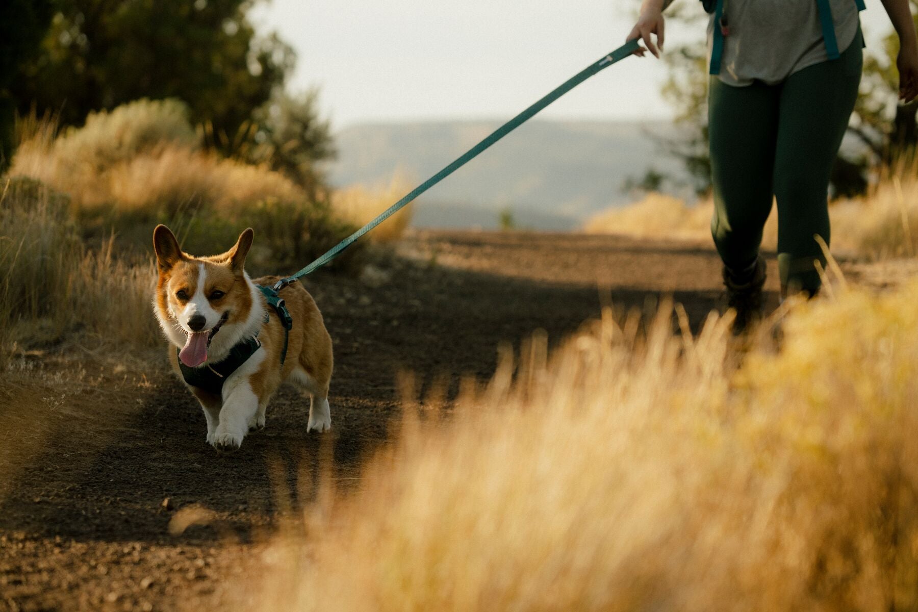 Correa para Perro Front Range™ Flex Leash en Azul Polar (Polar Blue) | Ruffwear
