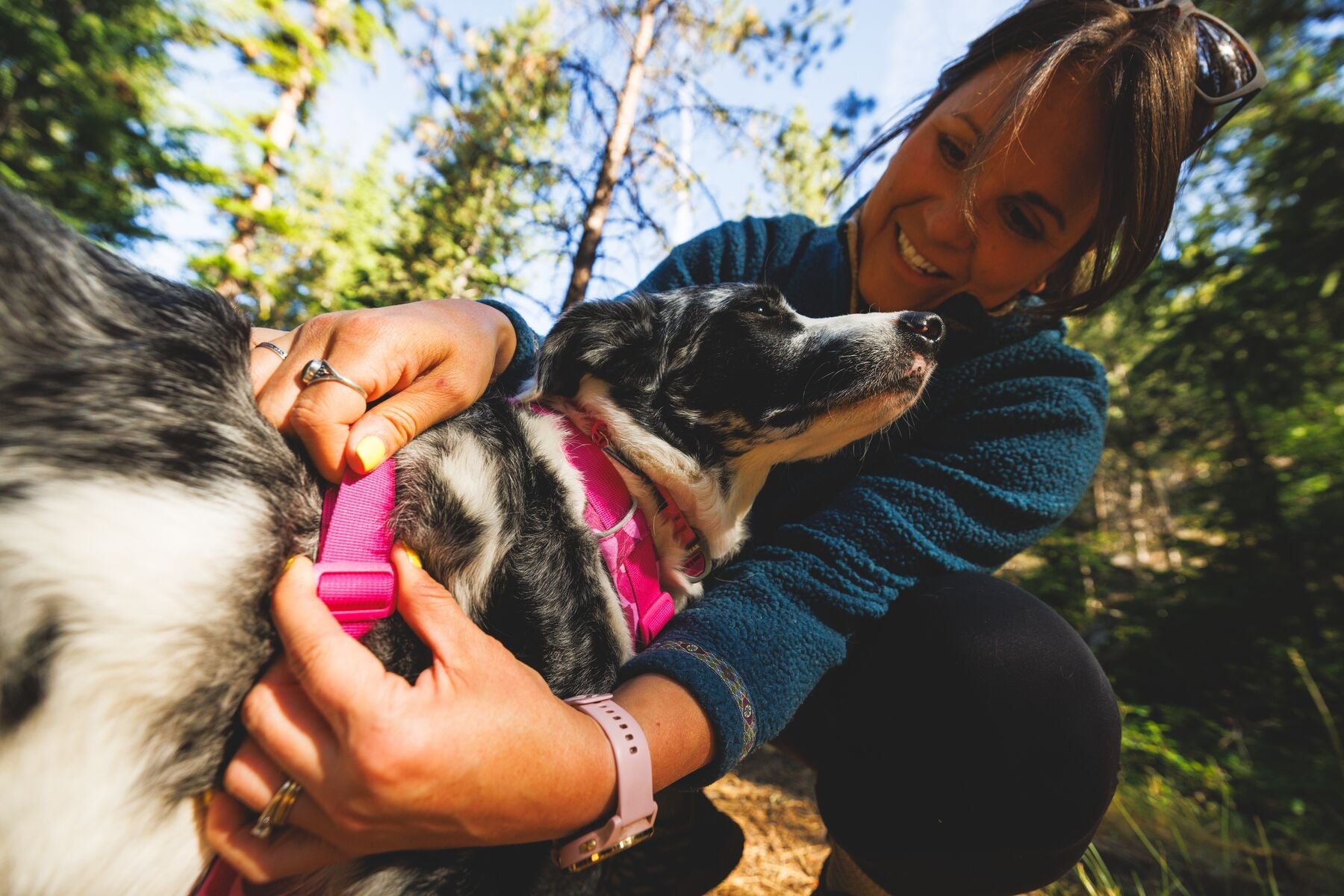 Border collie con pechera Front Range Pink Mountains recibiendo un abrazo en el bosque