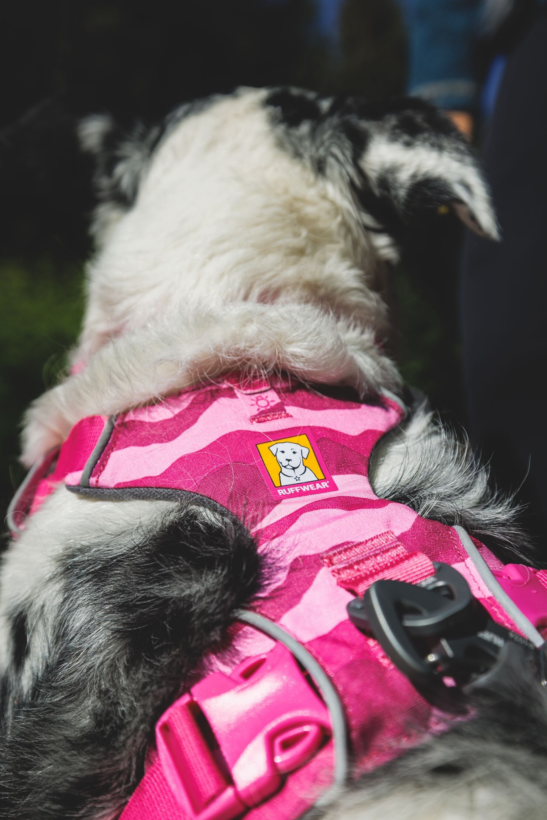 Detalle de la espalda de la pechera Front Range Pink Mountains con anillo en V