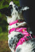 Collar Front Range Pink Rose con placa y pechera Pink Mountains vistos por detrás