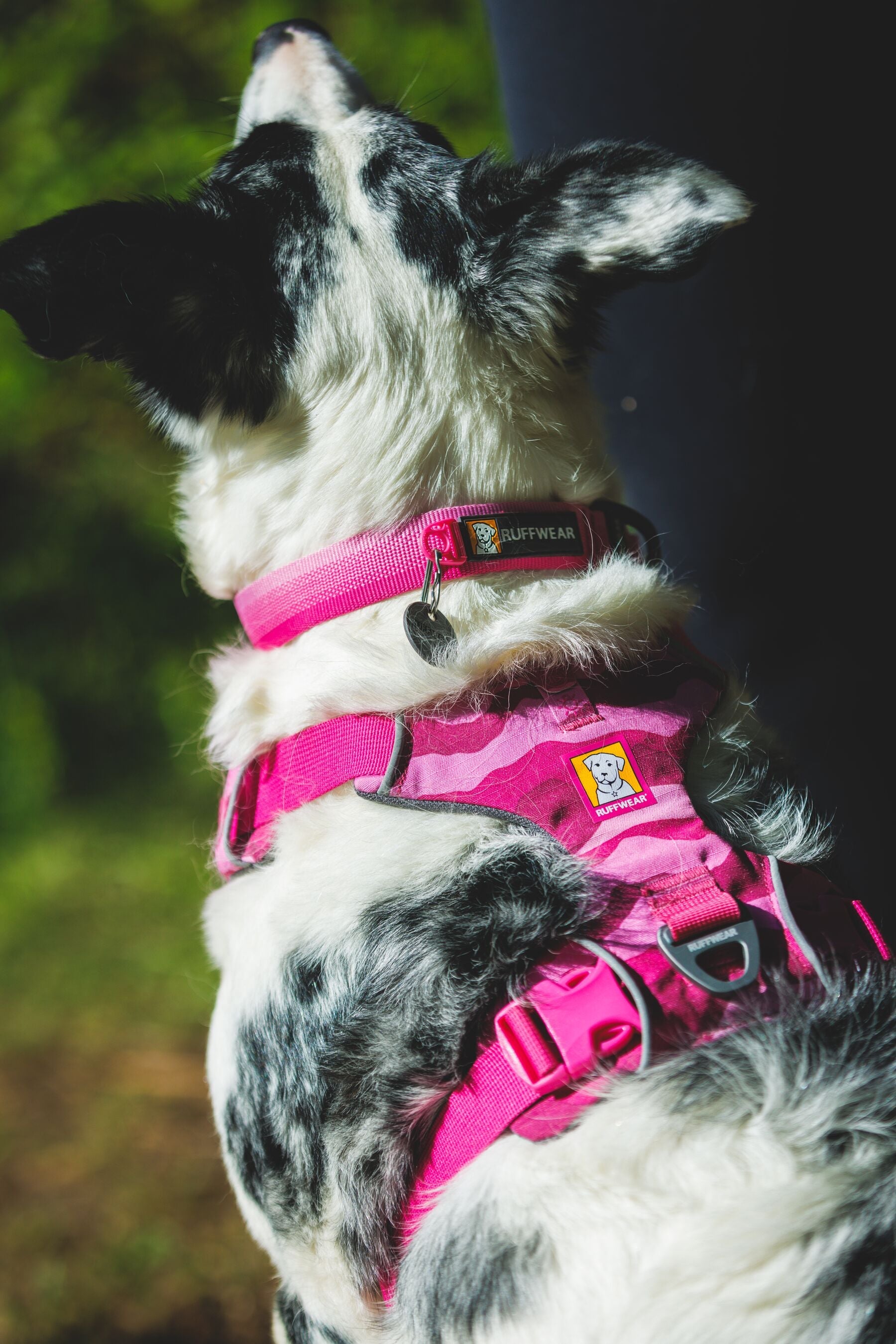 Collar Front Range Pink Rose con placa y pechera Pink Mountains vistos por detrás
