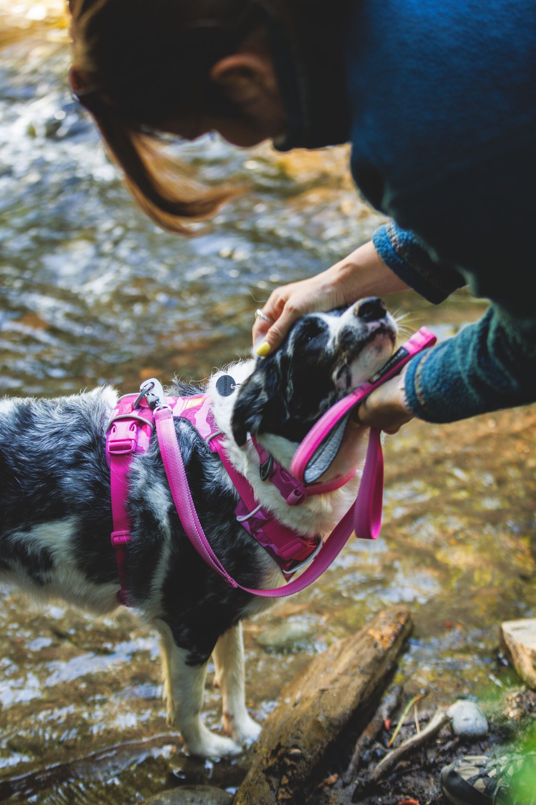 Perro en el arroyo con pechera Front Range Pink Mountains y correa Pink Rose