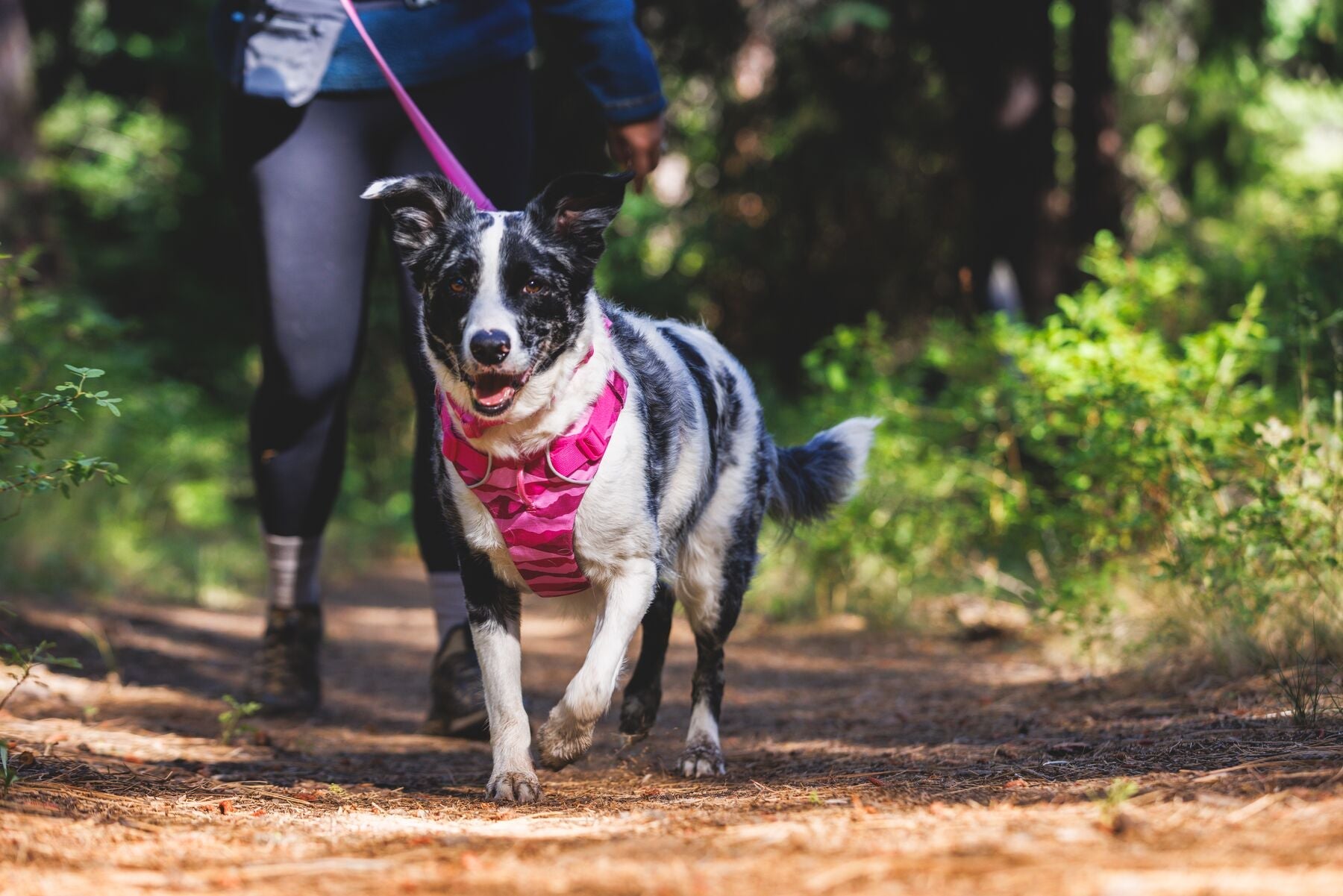 Perro caminando en el sendero con pechera Front Range Pink Mountains y correa rosa
